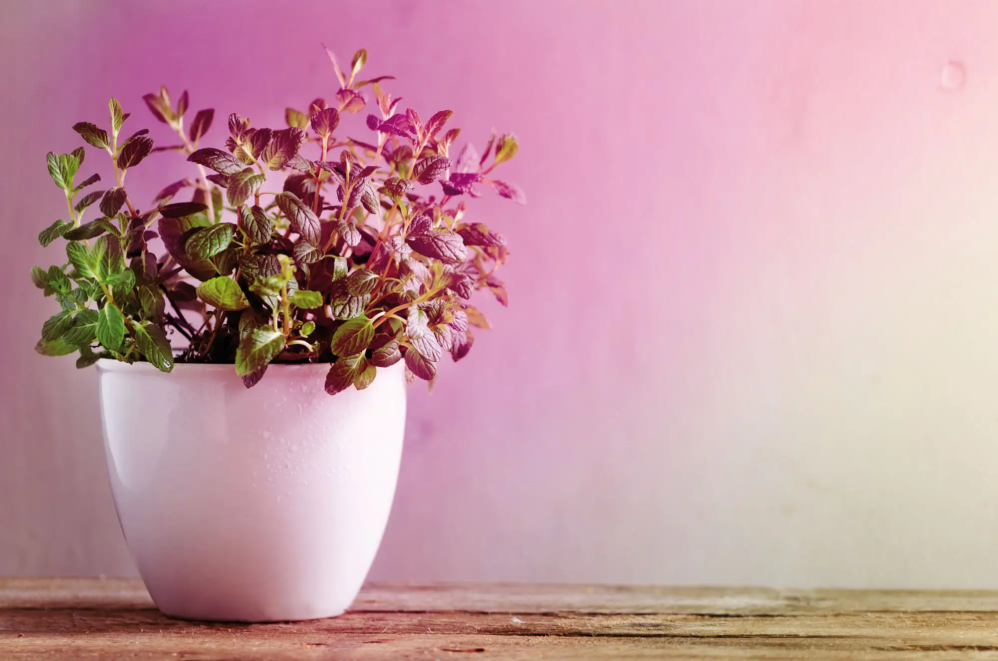 Paulmann LED Grow Green Pflanzenlampe R80 6,5 W E27 Reflektor