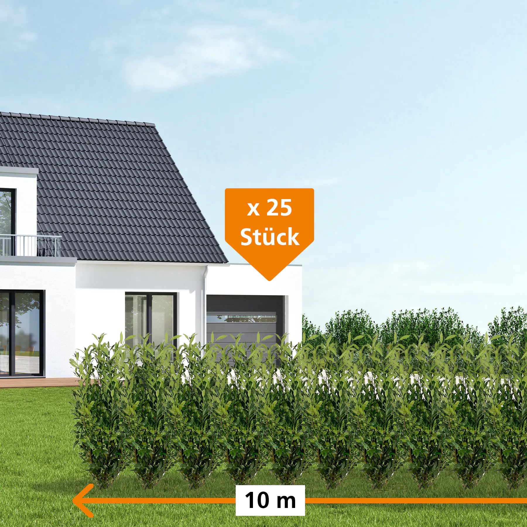 Kirschlorbeer Herbergii Prunus laur. Herbergii H 80 - 100 cm, 25 Stück