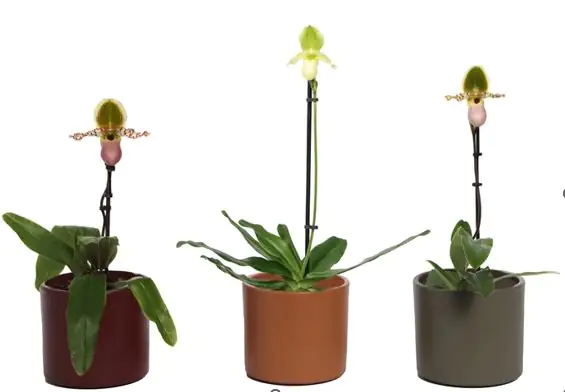 Frauenschuh Paphiopedilum Pinocchio H ca 40 cm 12 cm Topf Frauenschuh Paphiopedilum Pinocchio H ca 40 cm 12 cm Topf