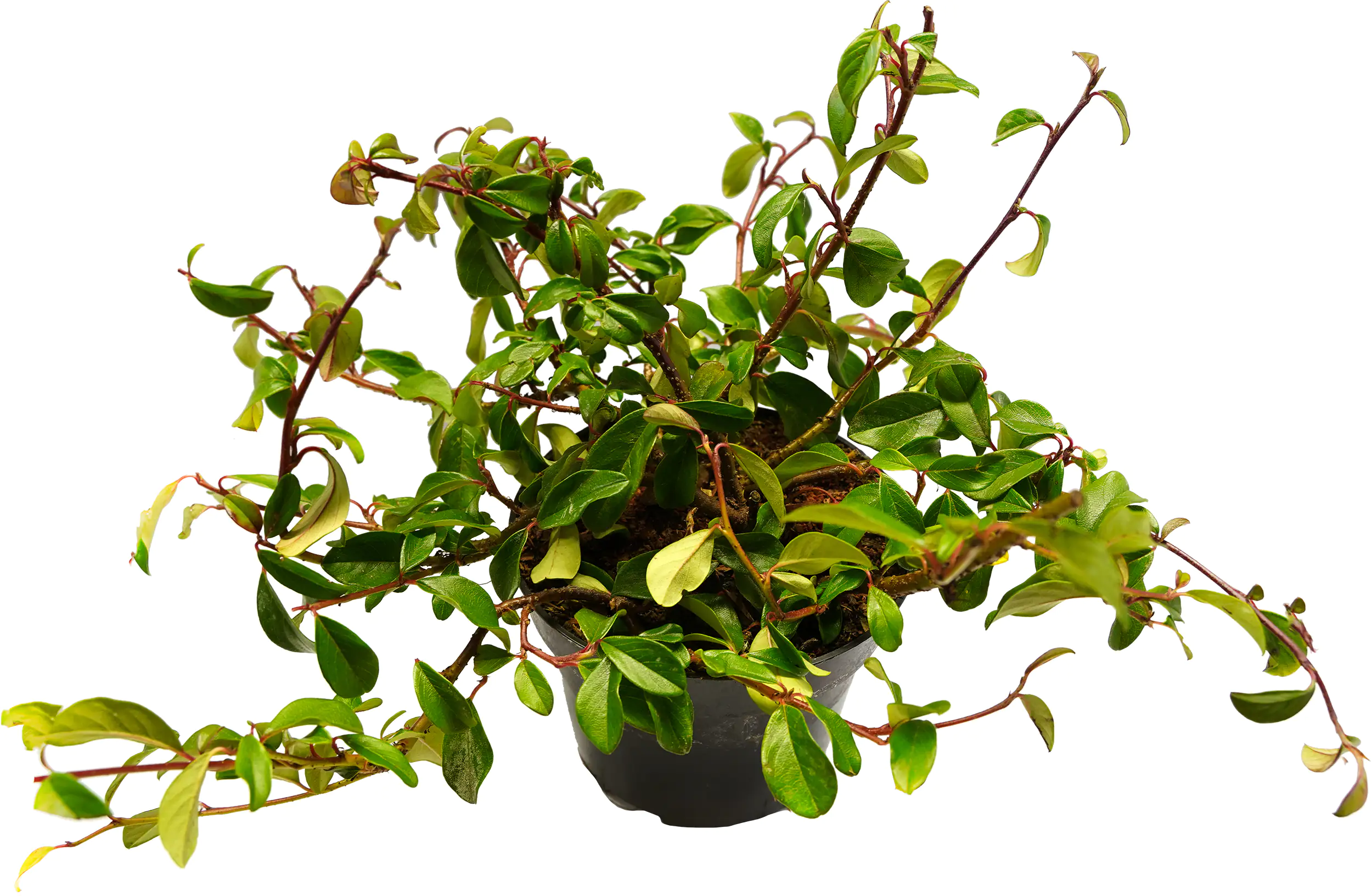 Teppichzwergmispel Cotoneaster H 20 - 30 cm 13 cm Topf