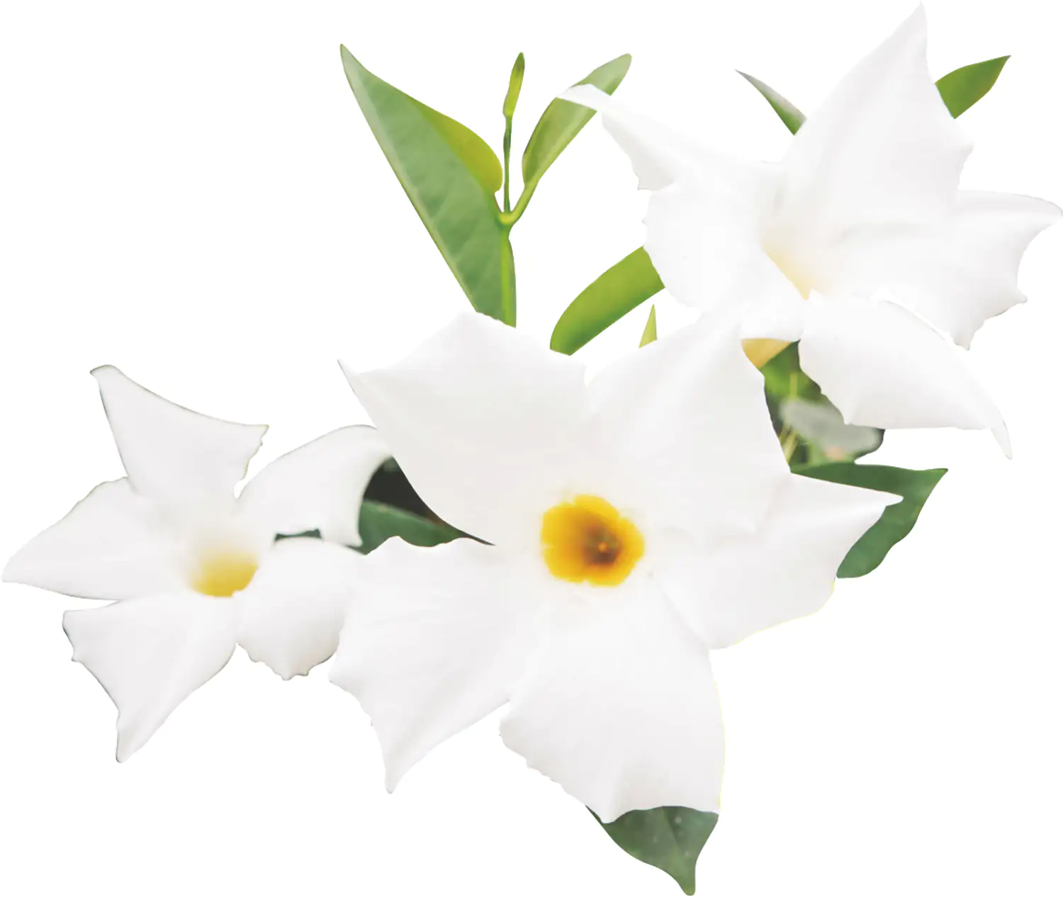 Mandevilla Dipladenia 9 cm Topf