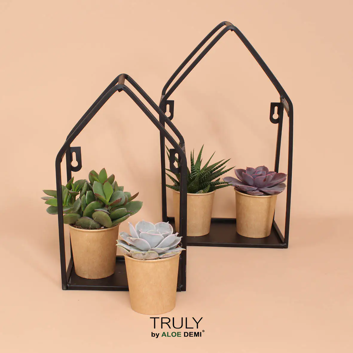 Sukkulenten 4-Pack Mix H ca. 5,5 cm 12 cm