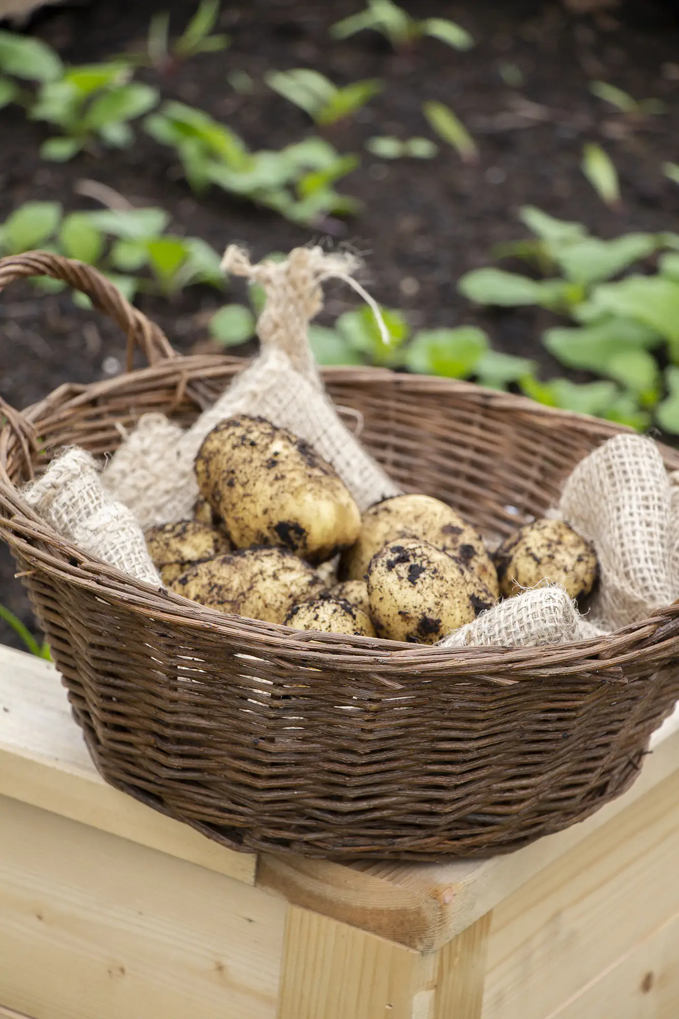 Floragard Potato-Pot 1 Stück