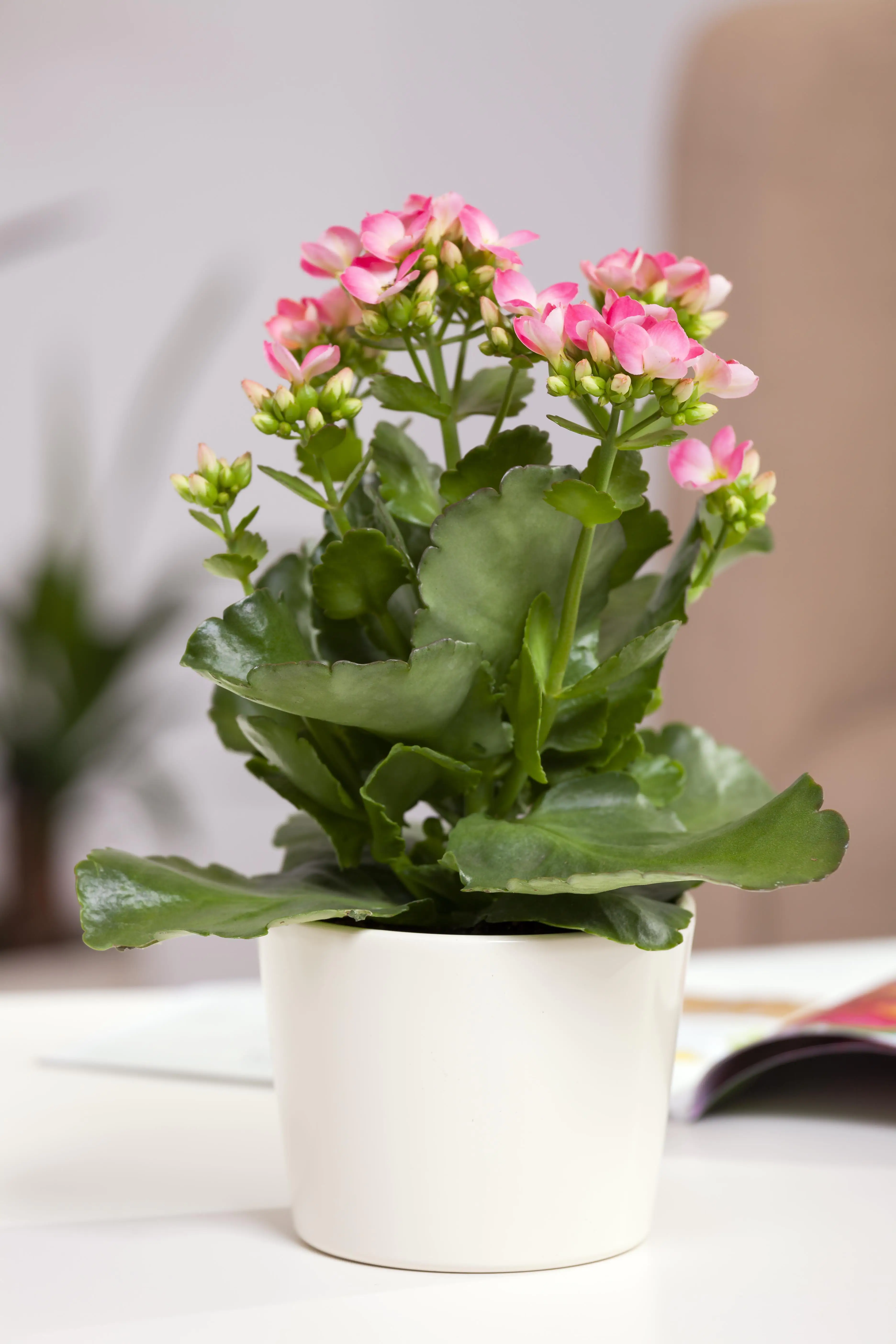 Flammendes Käthchen Kalanchoe Don Nando rosa H ca. 27 cm 15 cm Topf