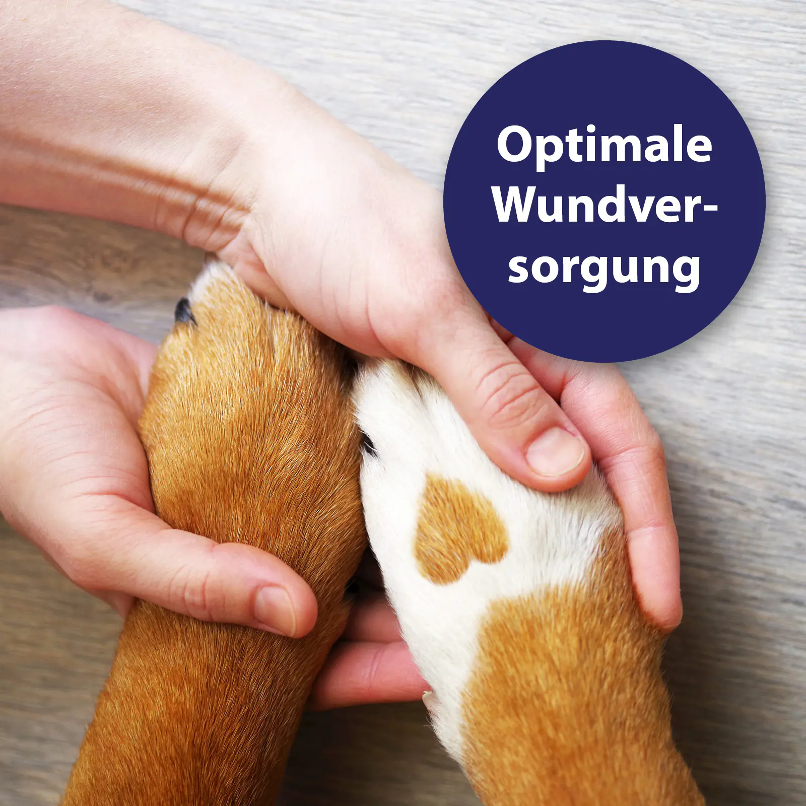 Canosept Wundspray für Hunde 75 ml