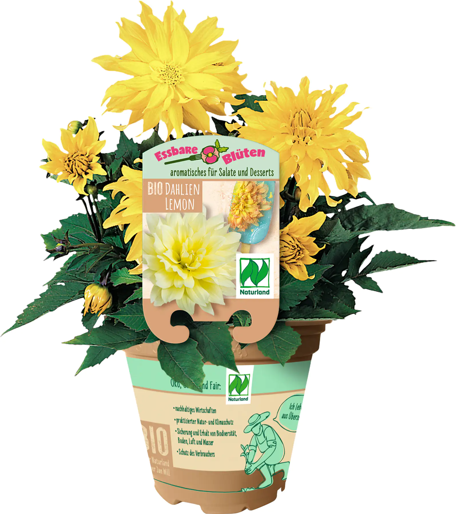 Dahlien Dahlia 13 cm Topf