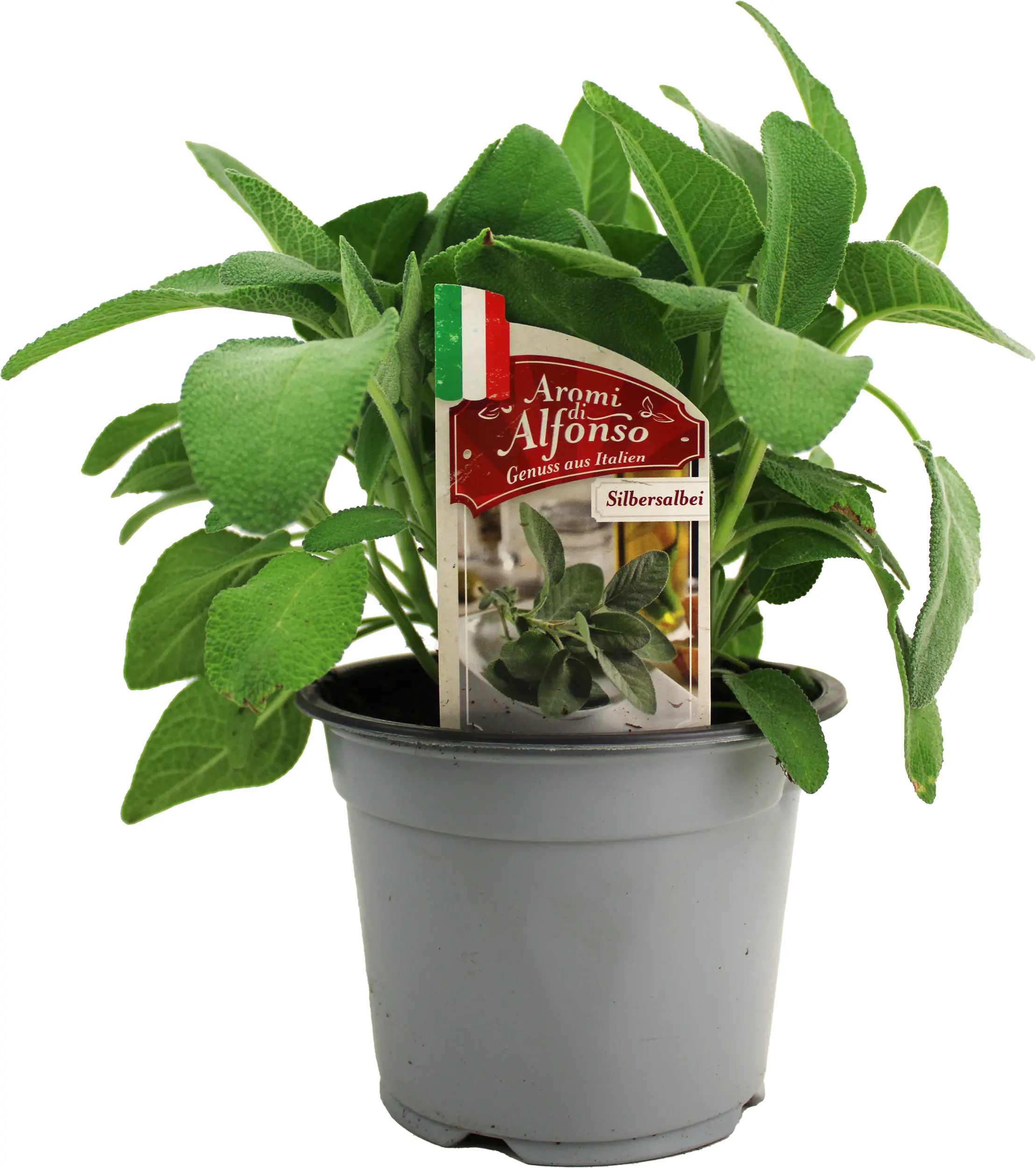 Silbersalbei Salvia argentea 14 cm Topf Silbersalbei Salvia argentea 14 cm Topf