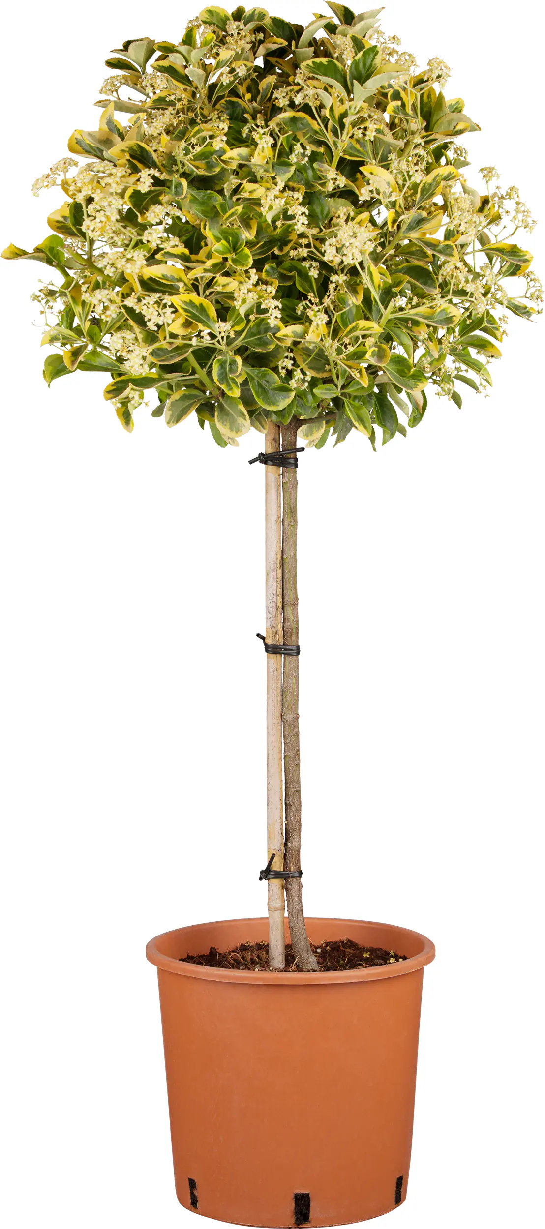 Formschnitte Viertelstämme 10 Liter Container