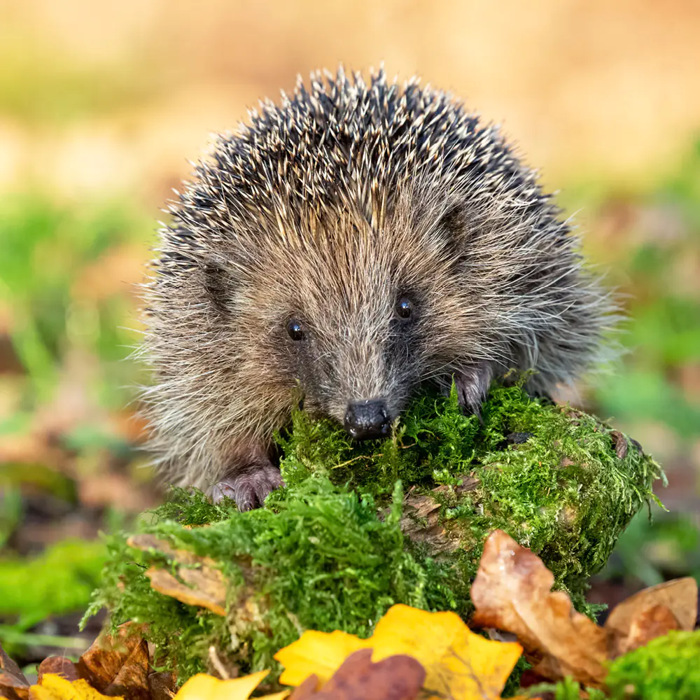 Beaphar Igelfutter 1 kg