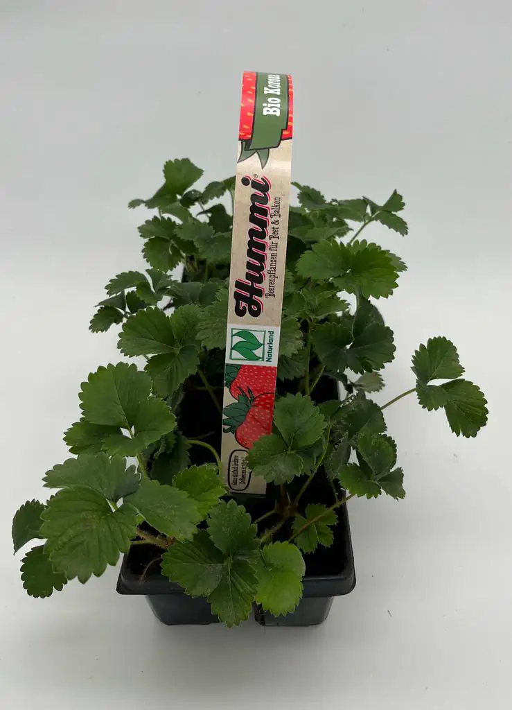 Erdbeere 10er Pack 7 cm Topf
