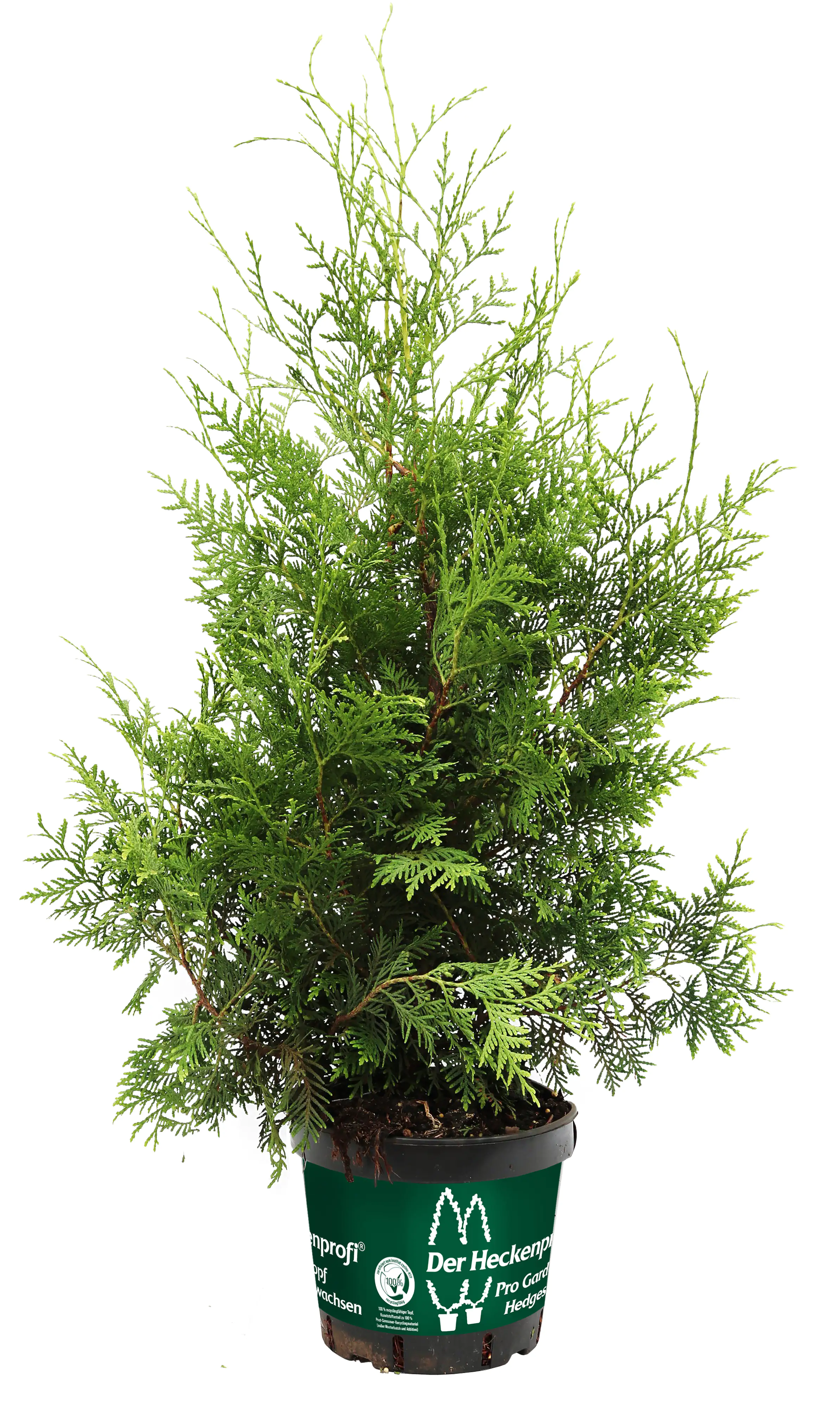 Lebensbaum Brabant 80-100 cm 5 l Container Lebensbaum Brabant 80-100 cm 5 l Container