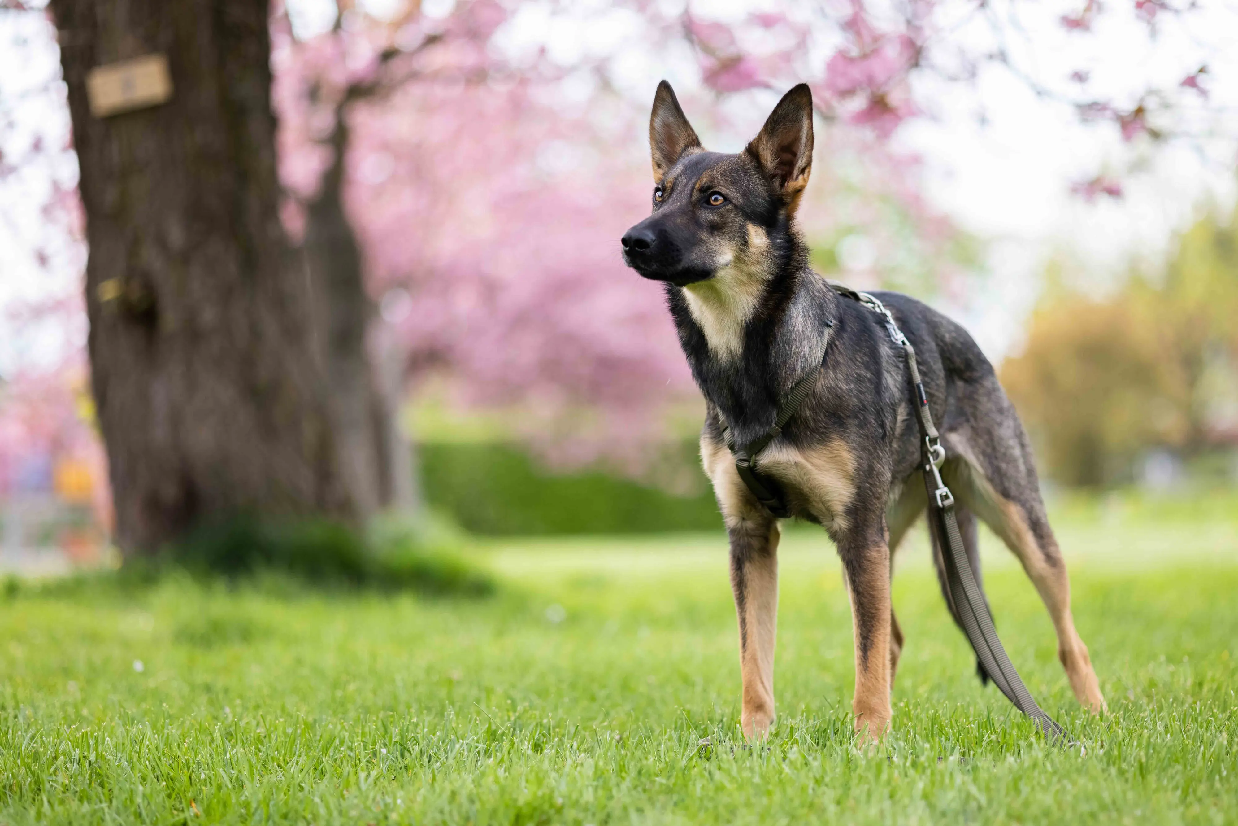 Wolters Hundegeschirr Professional Comfort olive/schwarz Wolters Hundegeschirr Professional Comfort olive/schwarz