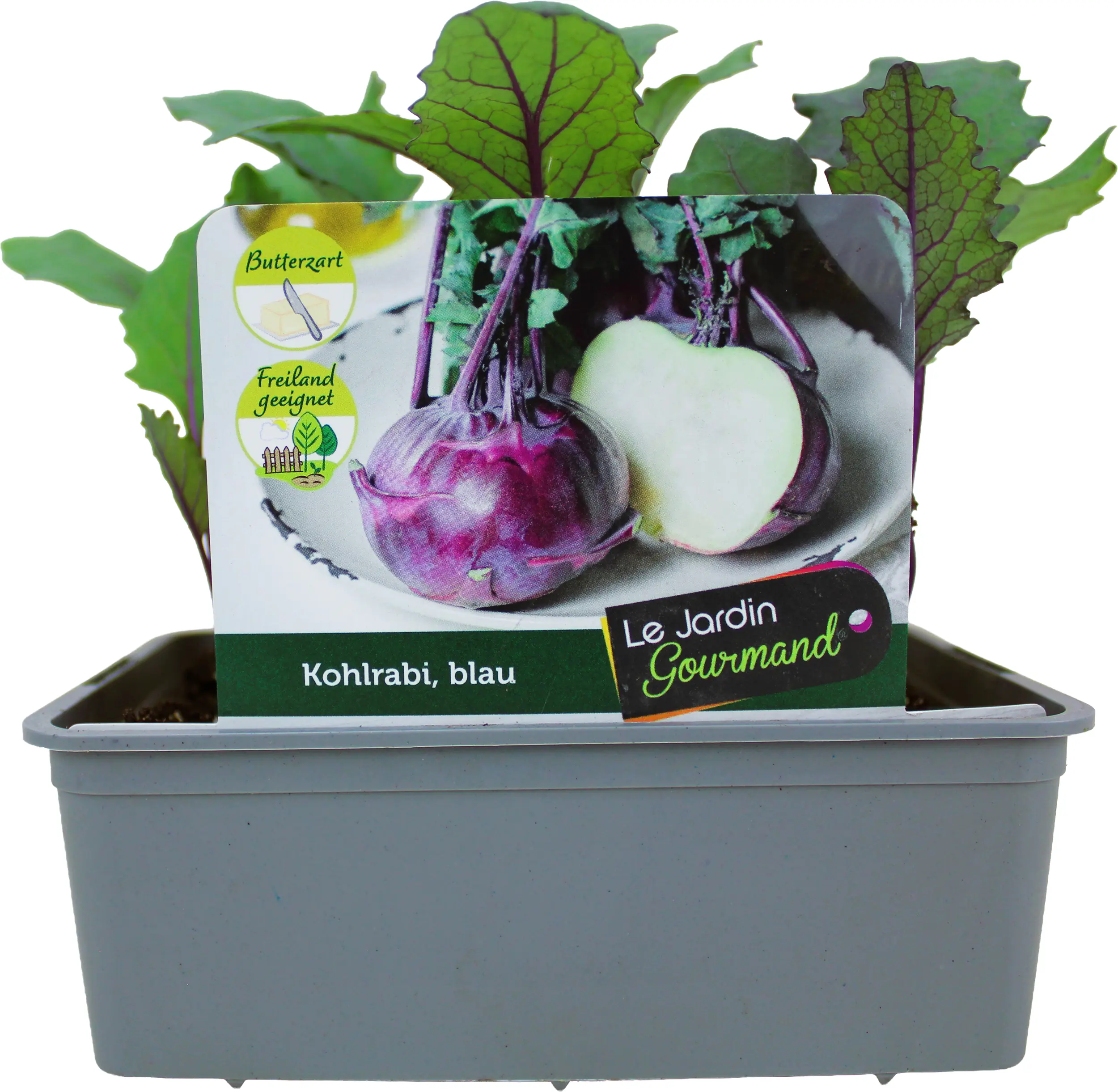 Kohlgemüse"Le Jardin Gourmand" Kohlrabi blau 6er Schale