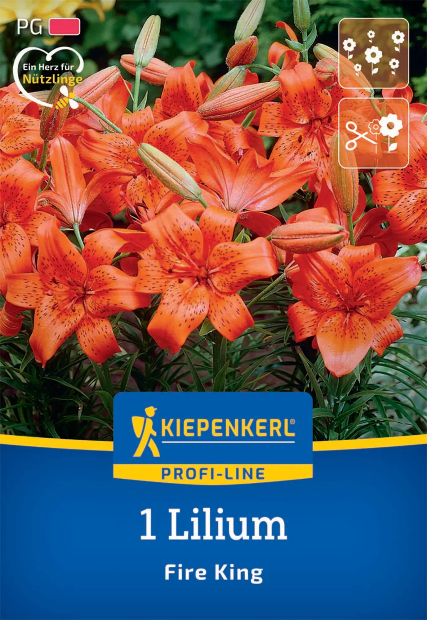 Kiepenkerl Herbstblumenzwiebel Profi-Line Asiatische Lilie Fire King 1 Stück