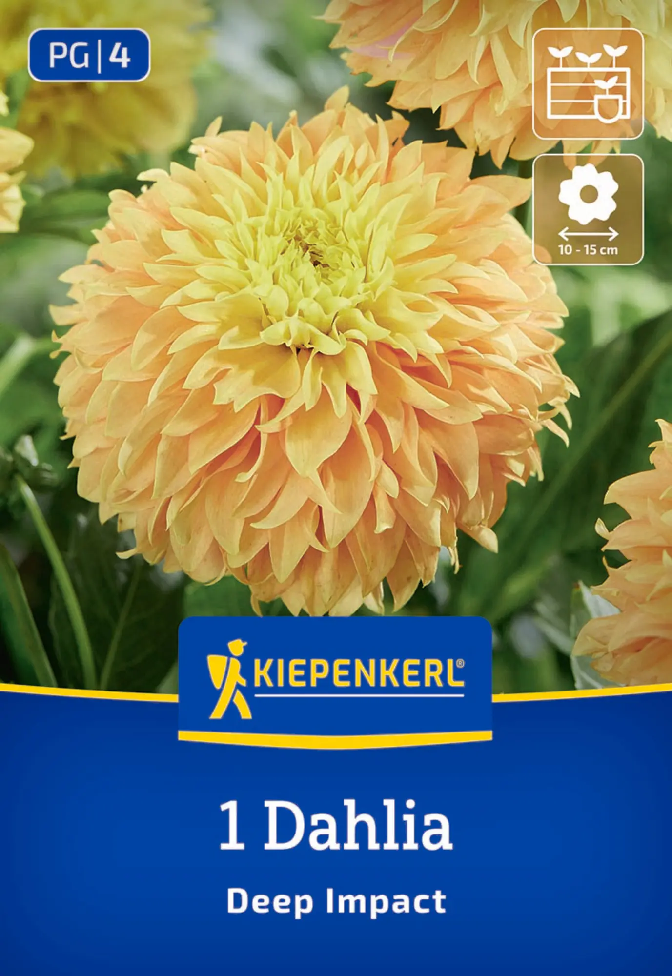 Kiepenkerl Frühjahrsblumenzwiebel Dekorative Dahlie Deep Impact 1 Stück