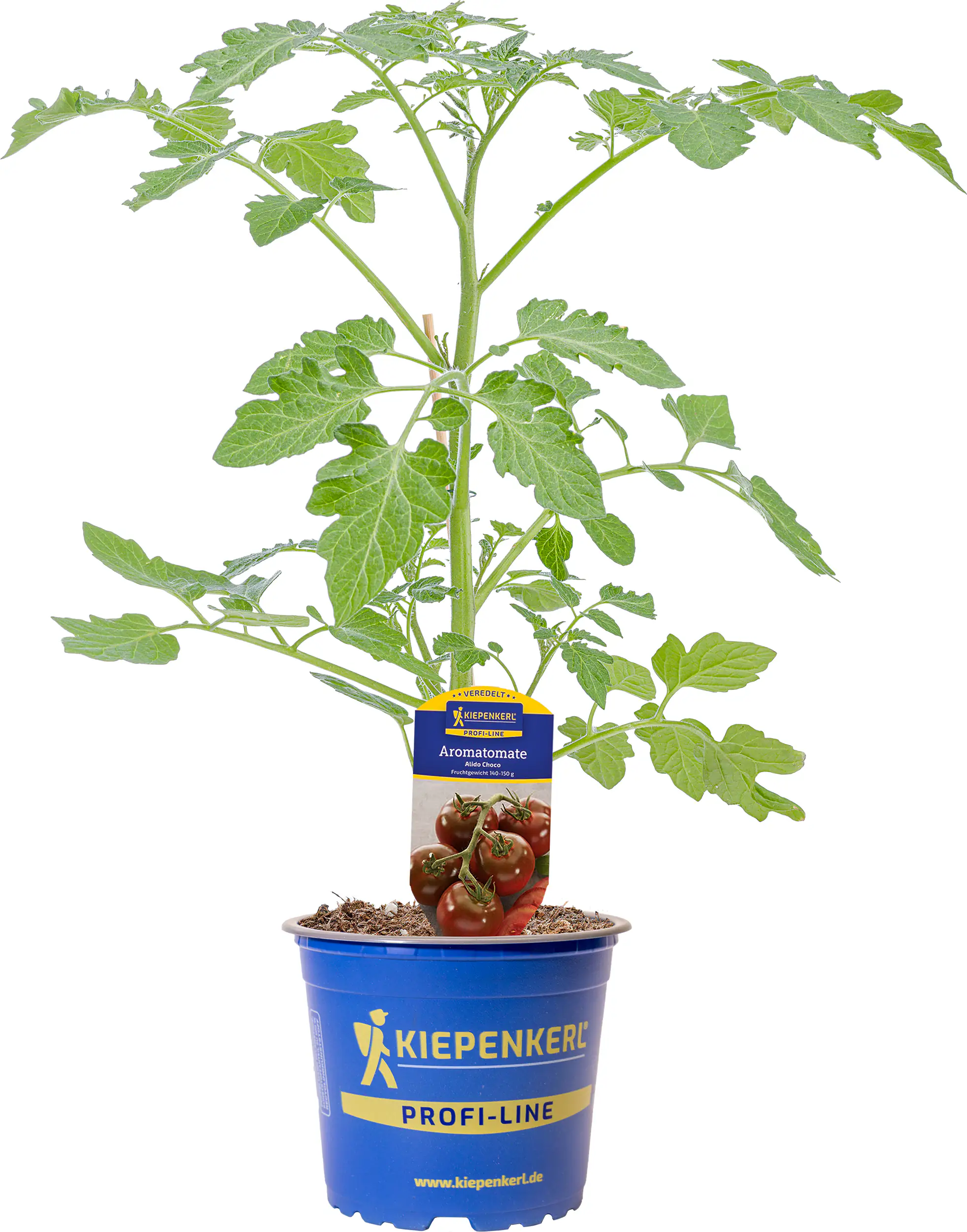 Gemüsepflanze veredelte Sorten Tomate 12 cm Topf
