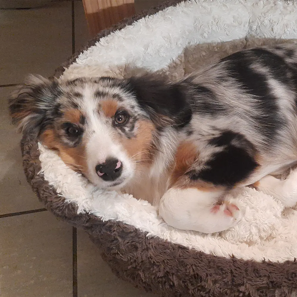 Nobby Hundebett Neiku, oval 86 x 70 x 24 cm