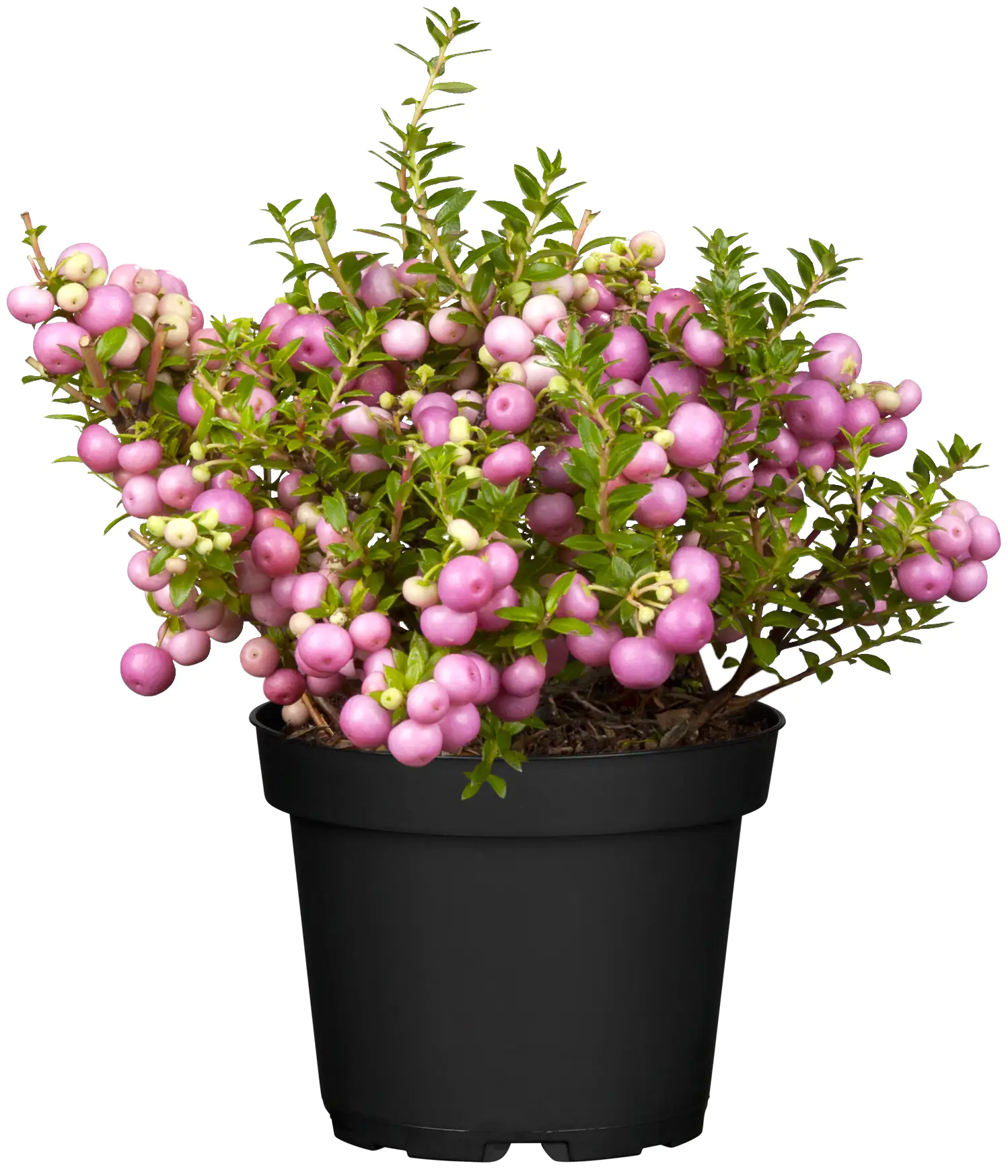 Torfmyrthe Pernettya mucronata 10,5 cm Topf