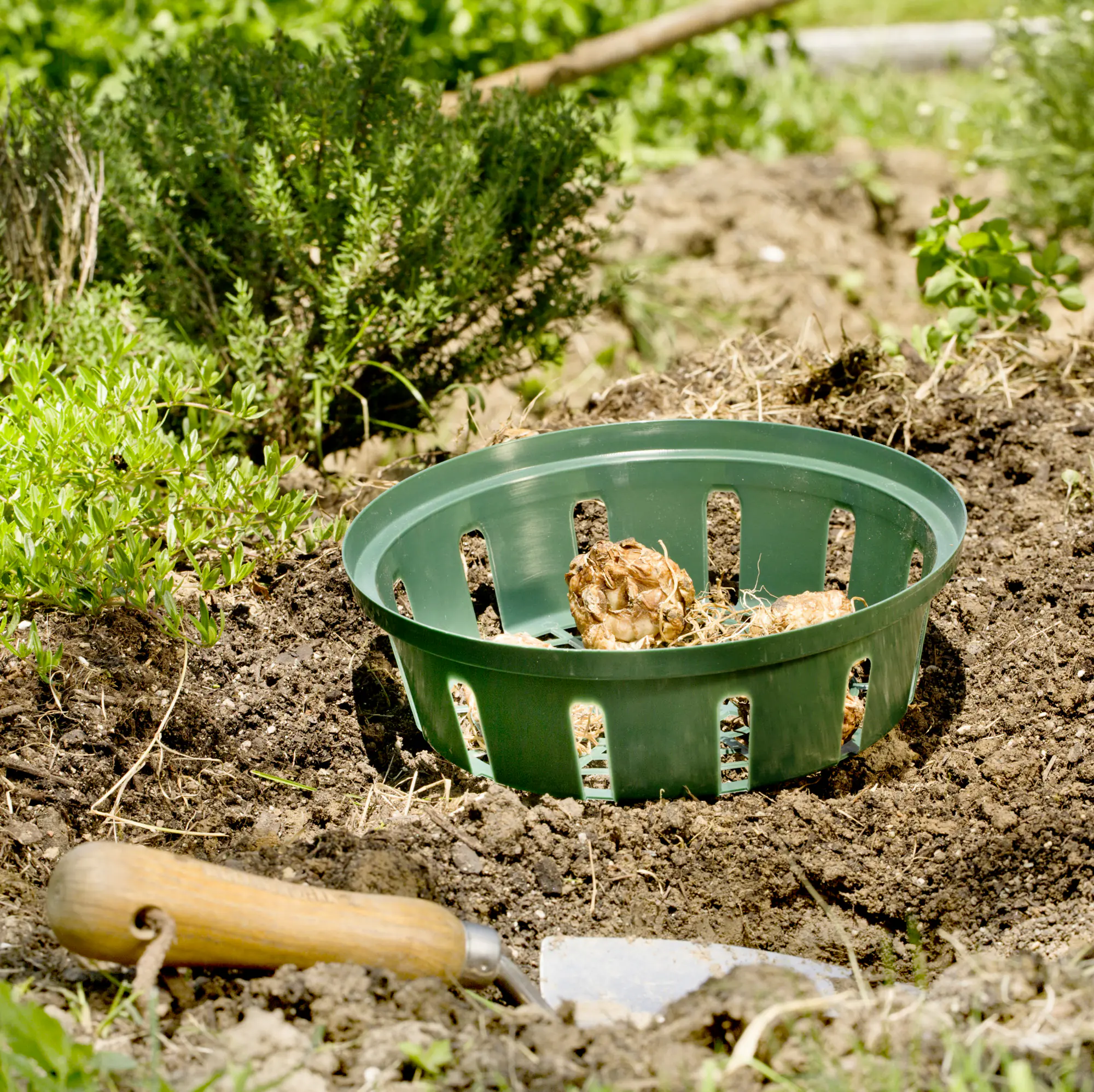 Windhager Pflanzschale 30 cm, 3 Stück/Pack Windhager Pflanzschale 30 cm, 3 Stück/Pack