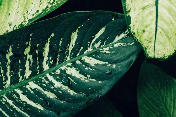 Urban Jungle