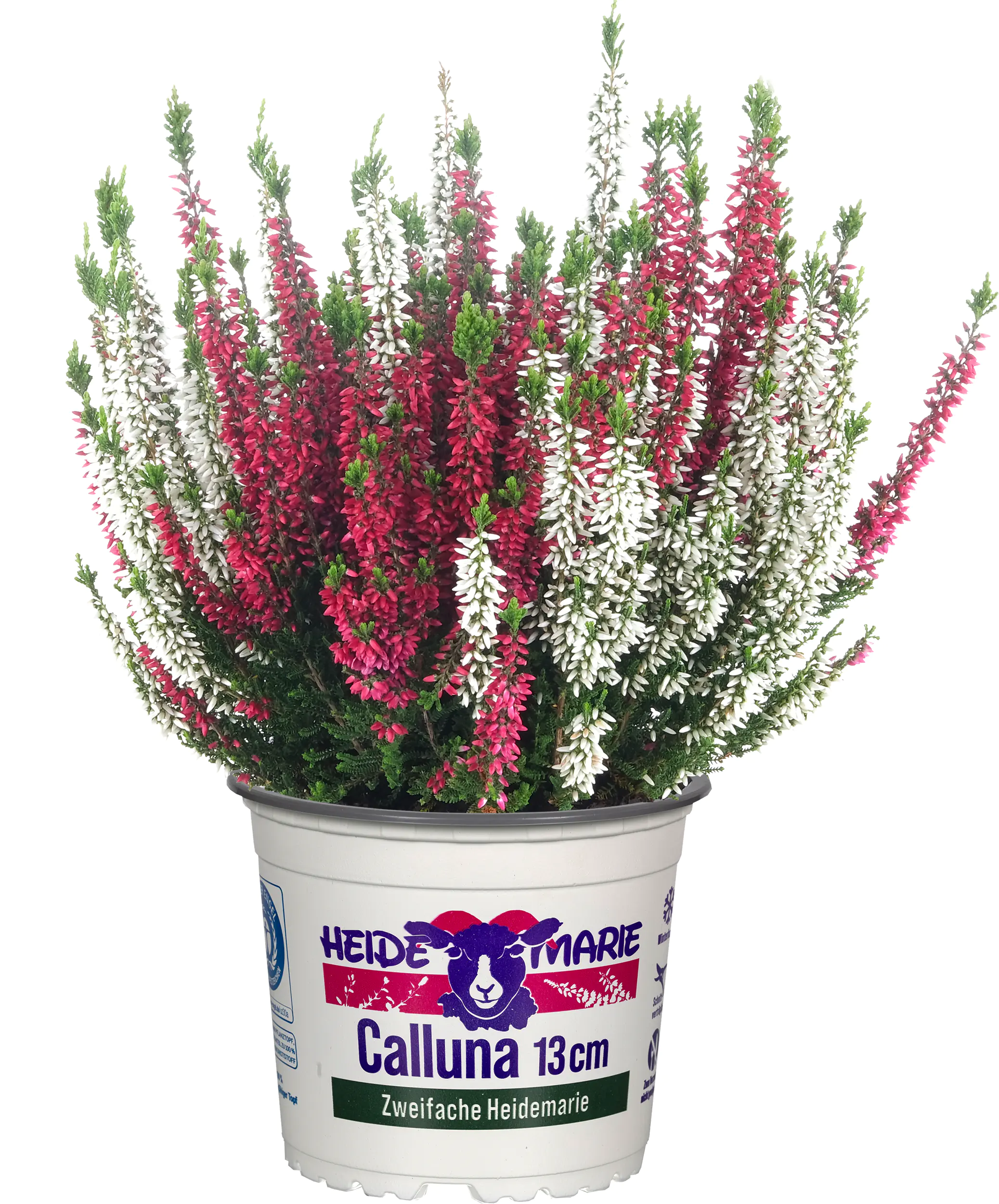 Heidemarie Calluna vulgaris die Zweifache Heidemarie®  H 15 - 25 cm P13 Container Heidemarie Calluna vulgaris die Zweifache Heidemarie®  H 15 - 25 cm P13 Container