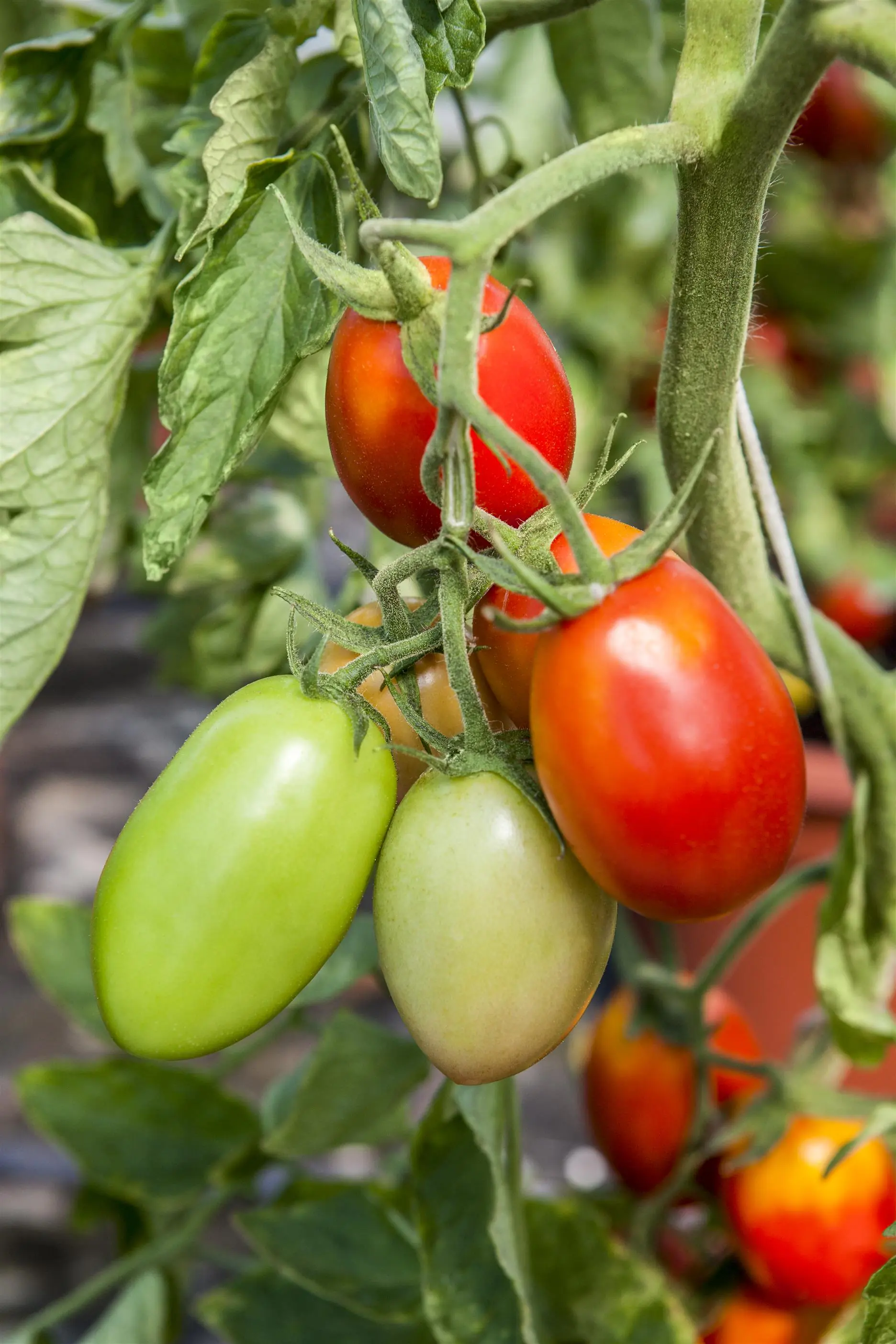 XXL Gemüsepflanzen Datteltomate rot 1,7 Liter Container