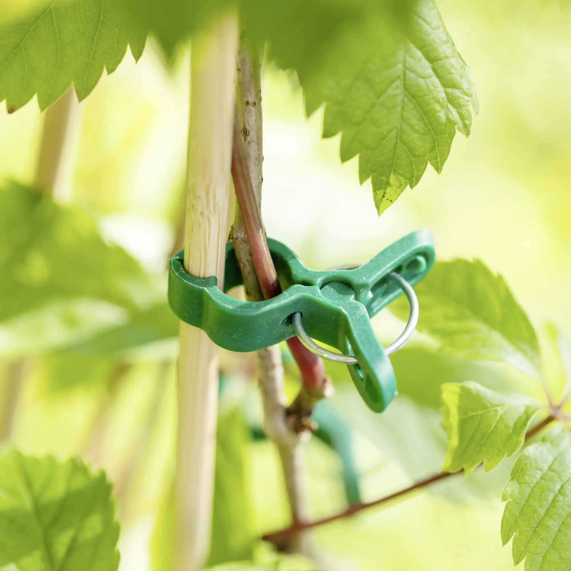 Windhager Pflanzenclips MINI 15 Stück, grün