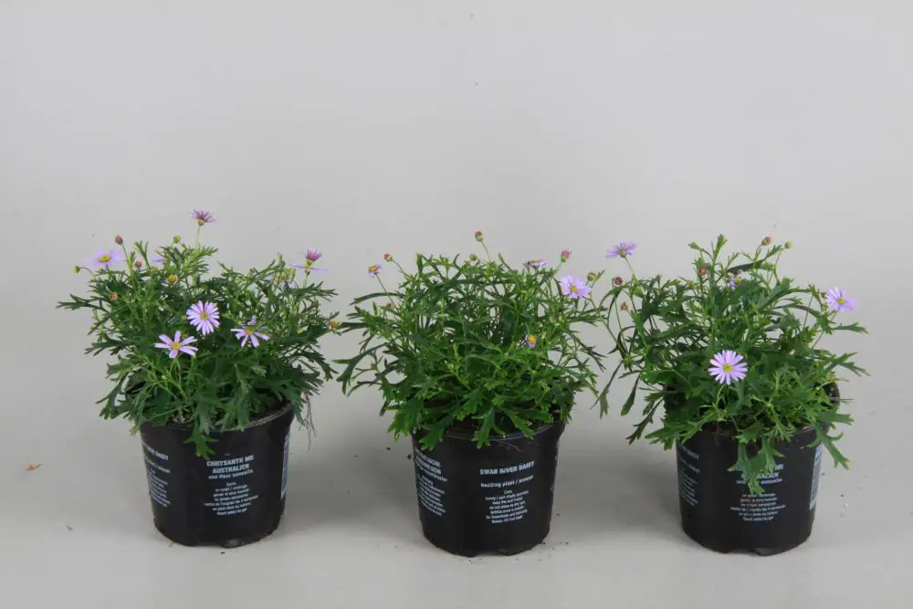 Beet- und Balkonpflanzen Gänseblümchen Brachicome H 15 cm 10,5 cm Topf