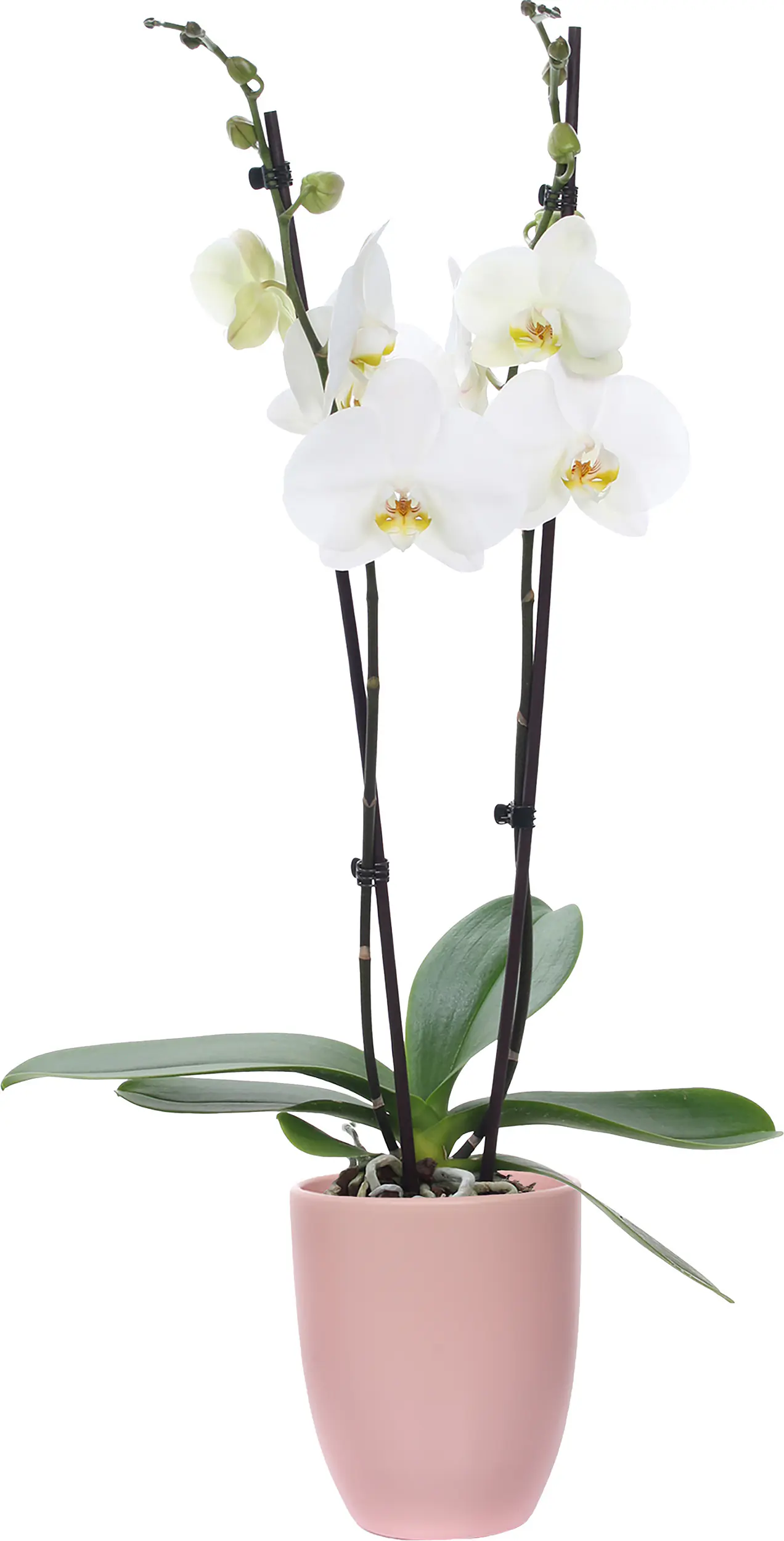Orchideen Mix Phalaenopsis 2 Trieber 12 cm in Hugo Keramik Topf Orchideen Mix Phalaenopsis 2 Trieber 12 cm in Hugo Keramik Topf