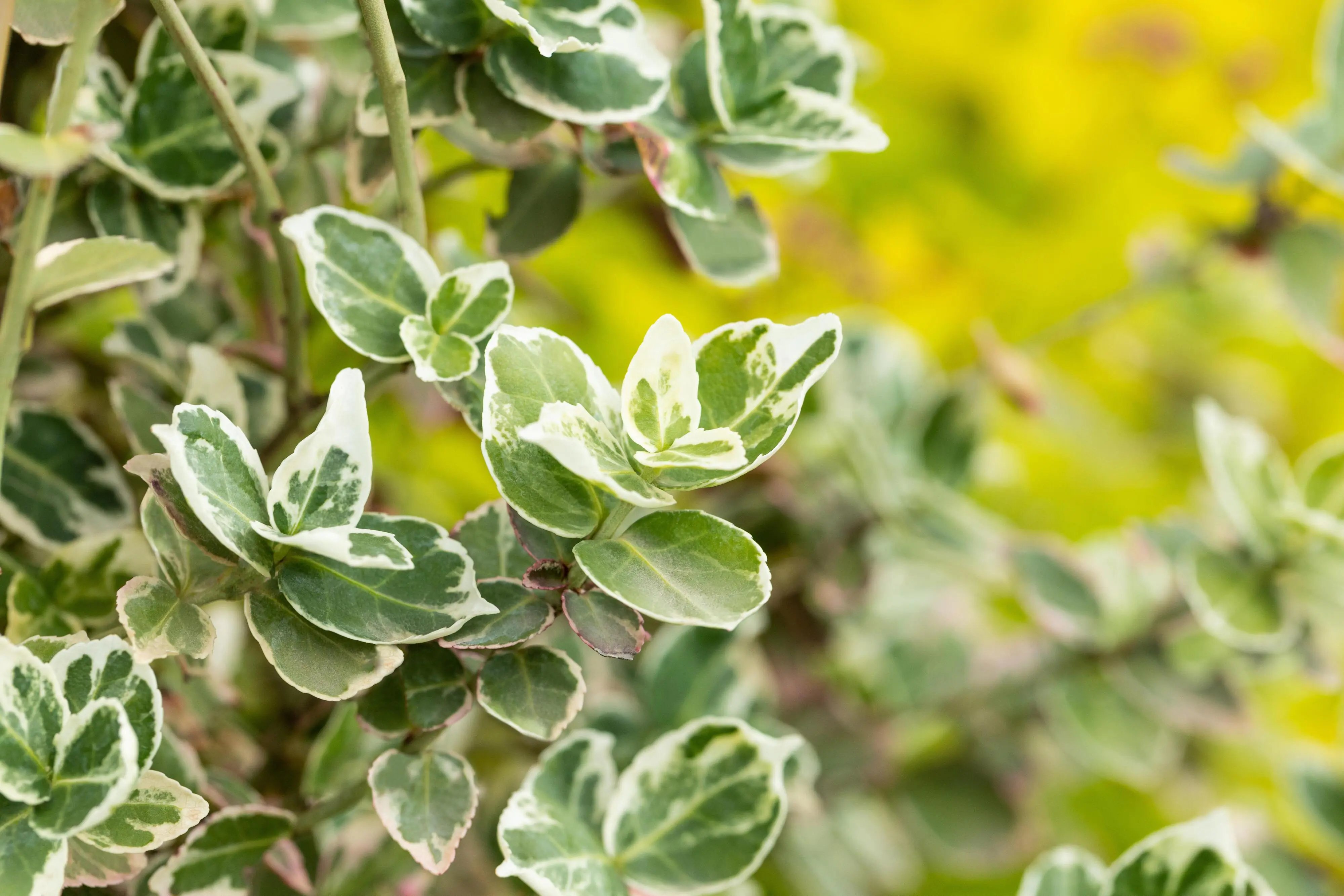 Kriechspindel Harlequin 11 cm Topf