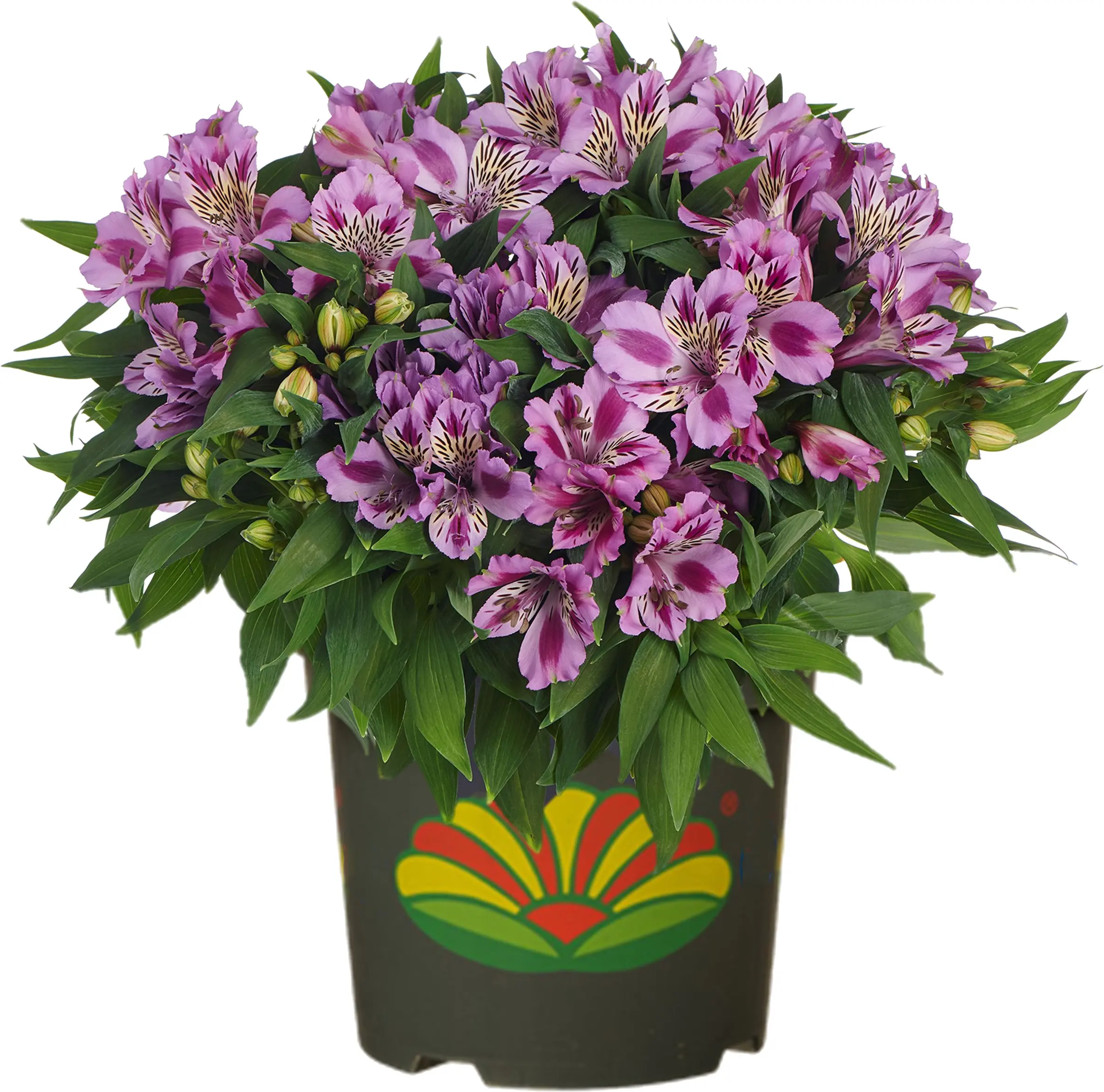 Alstromeria Inkalilie in Sorten 20 - 30 cm 5 L Container