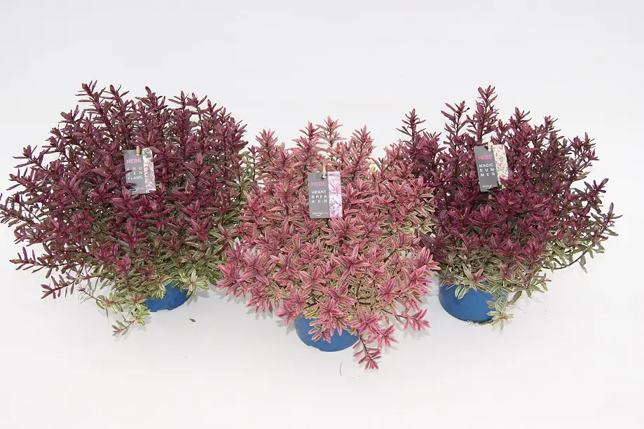 Strauchveronika Hebe Magicolors 17 cm Topf Strauchveronika Hebe Magicolors 17 cm Topf