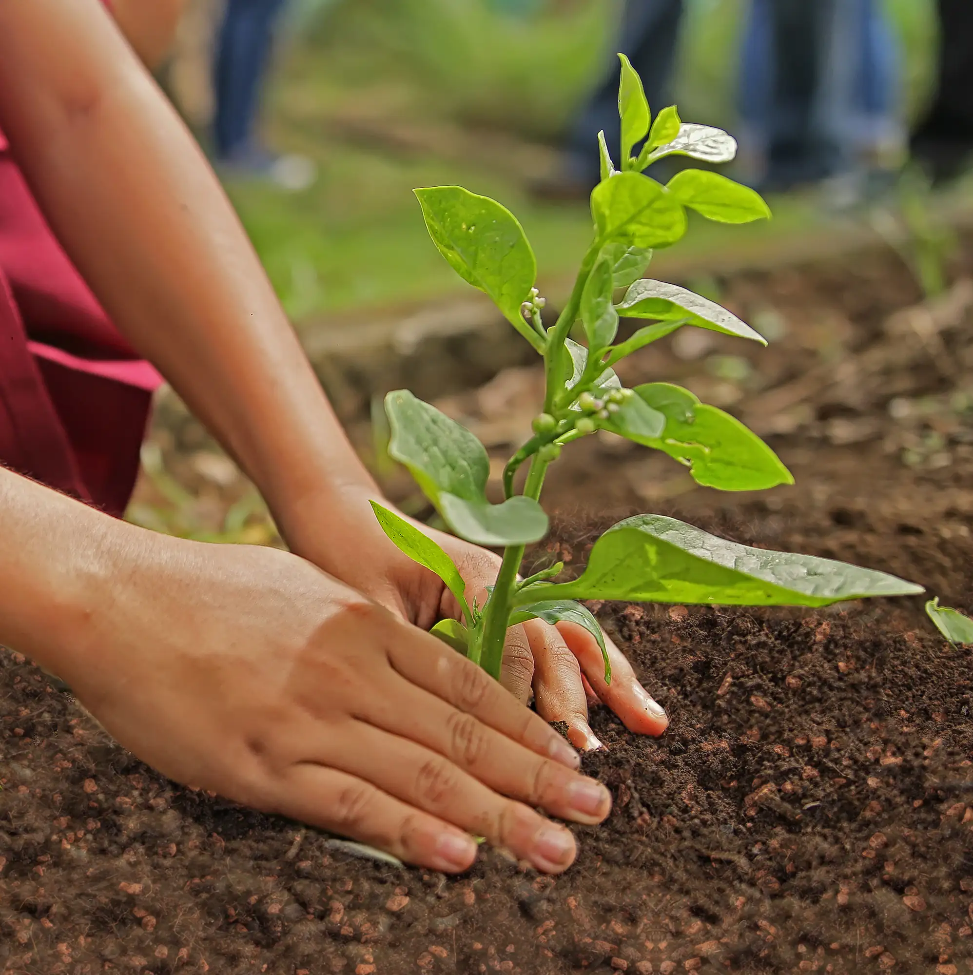 Seramis Torffreie Gemüse- Hochbeeterde 40 l