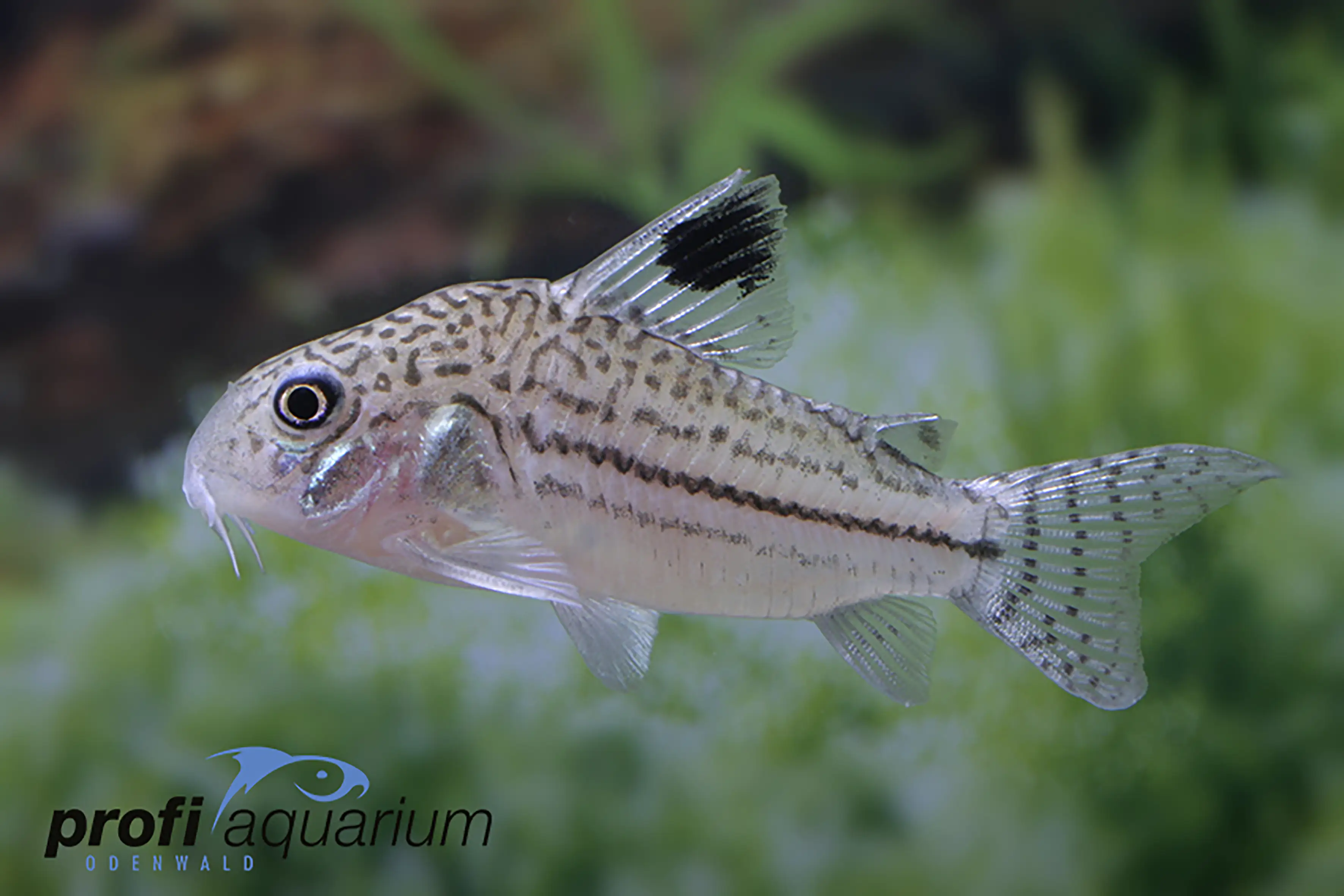 Aquariumfisch Juli Panzerwels Corydoras julii