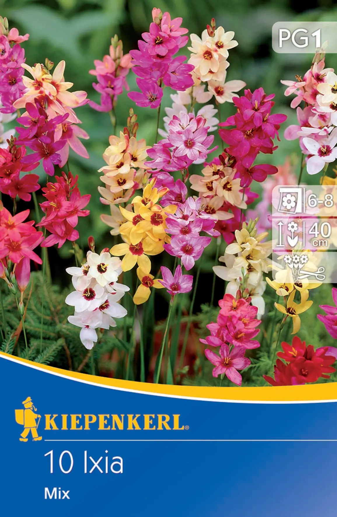 Kiepenkerl Blumenzwiebel Ixien Mischung Ixia x Hybrida, Inhalt: 10 Stück