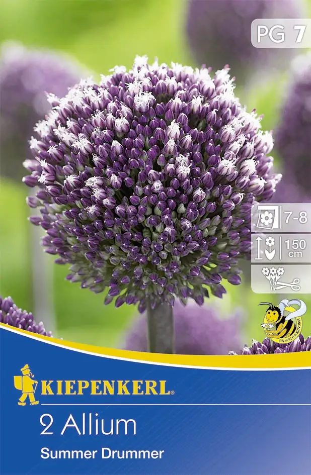 Kiepenkerl Blumenzwiebel Allium Summer Drummer Allium x Hybrida, Inhalt: 2 Stück