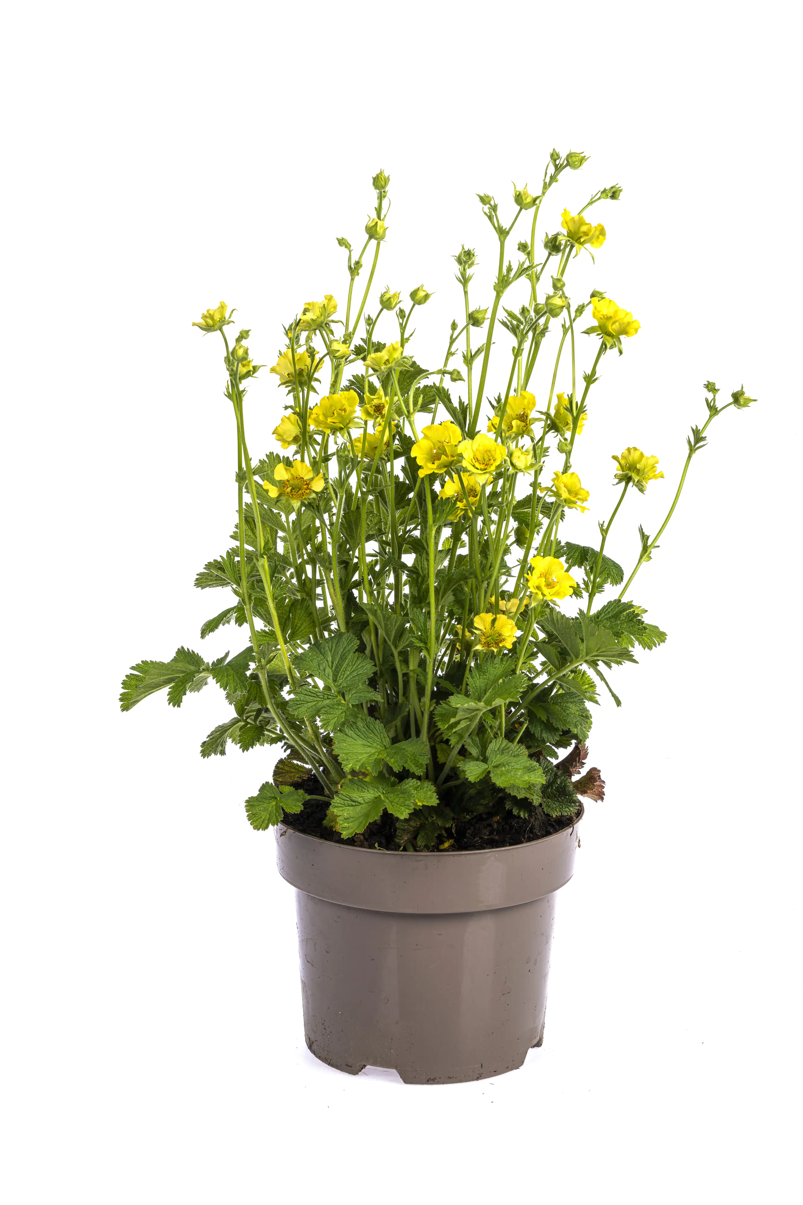 Nelkenwurz Geum 19 cm Topf