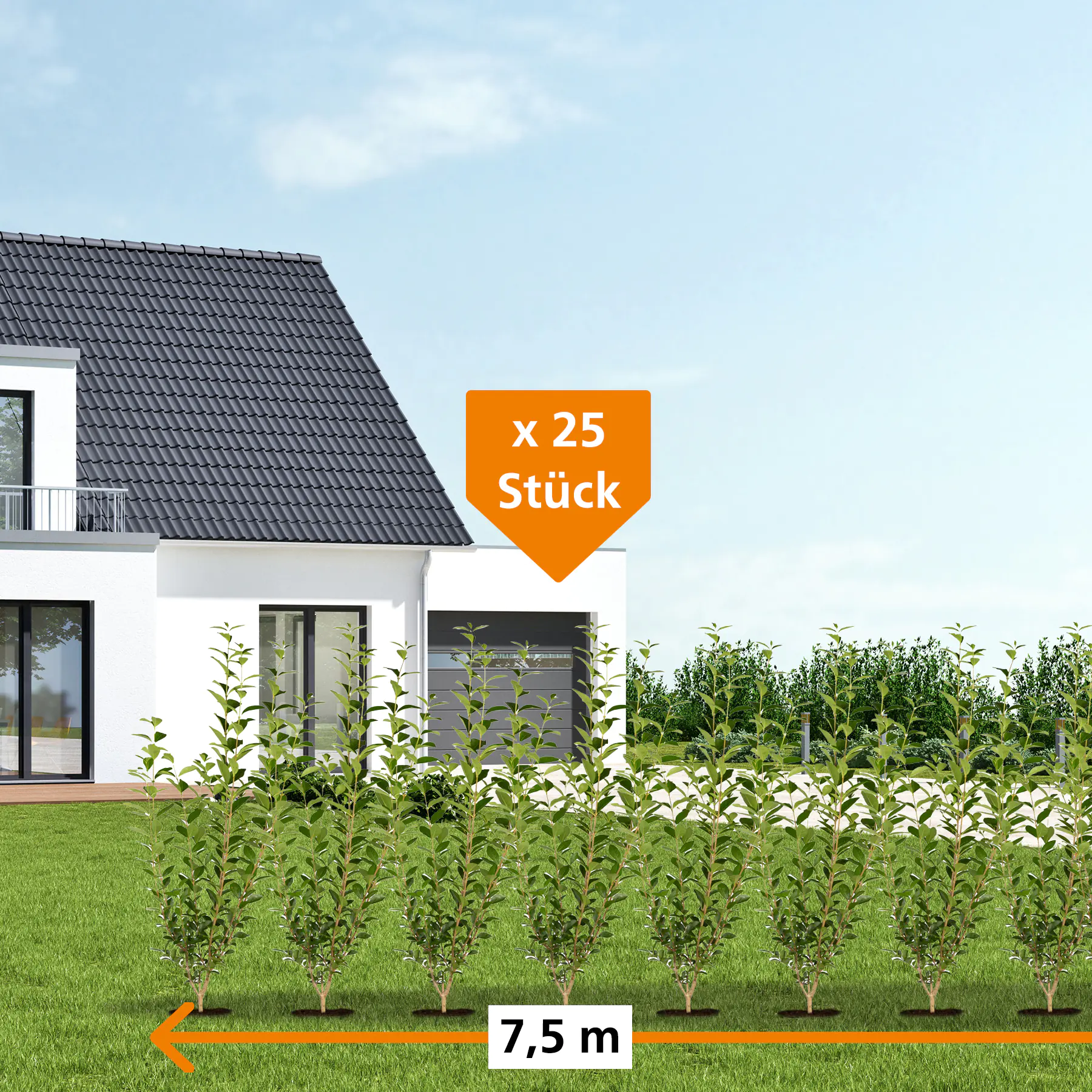 Immergrüner Liguster Ligustrum vulgare atrovirens H 125 - 150 cm, 25 Stück