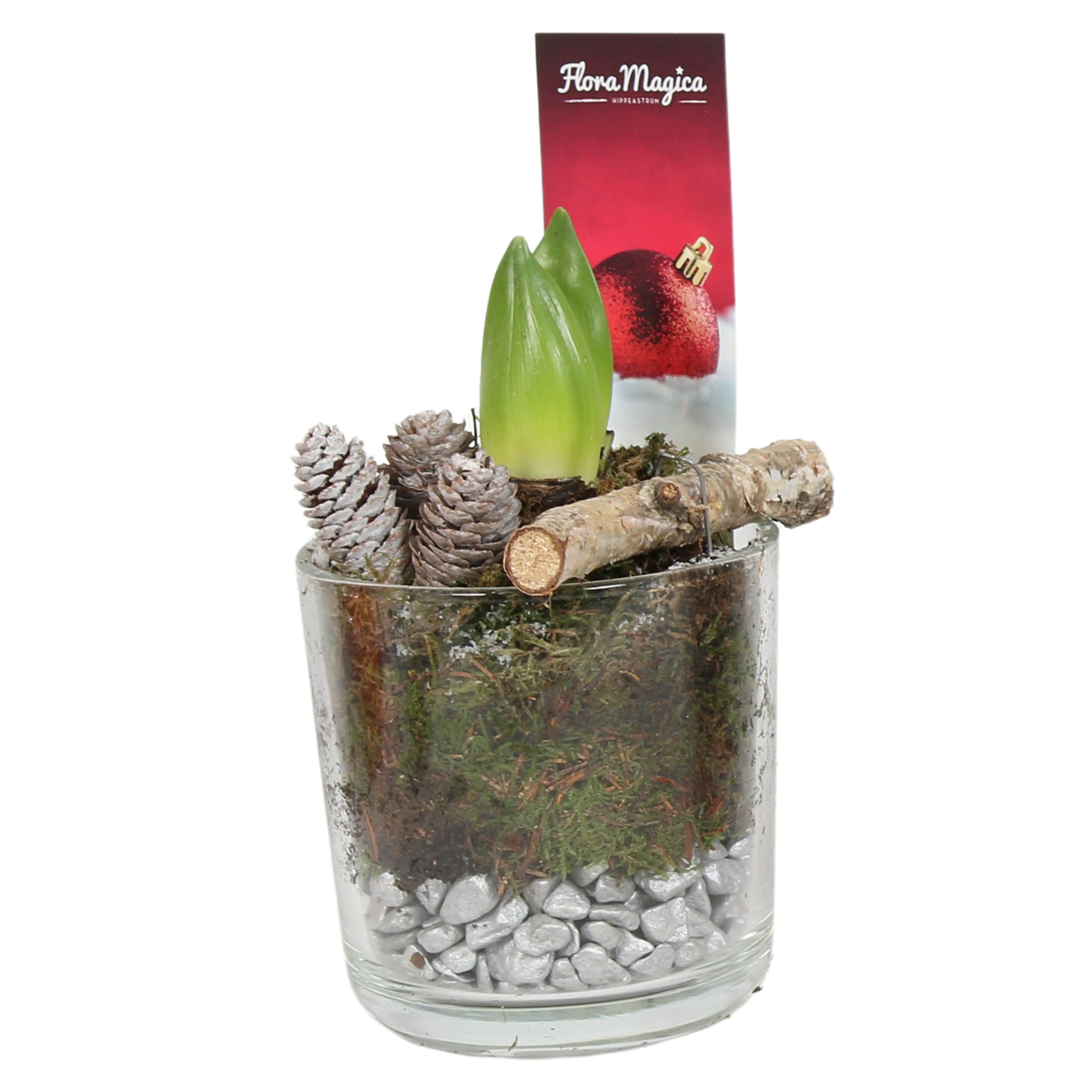 Amaryllis Hippeastrum 2 Knospen im Claudia Glas 12 cm Topf