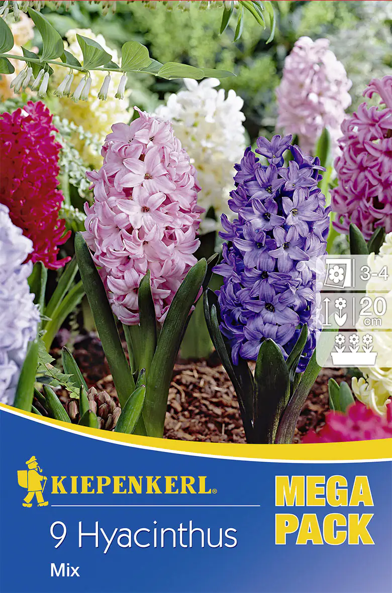 Kiepenkerl Blumenzwiebeln Hyacinthus-Mix Mega-Pack Inhalt: 9 Stück