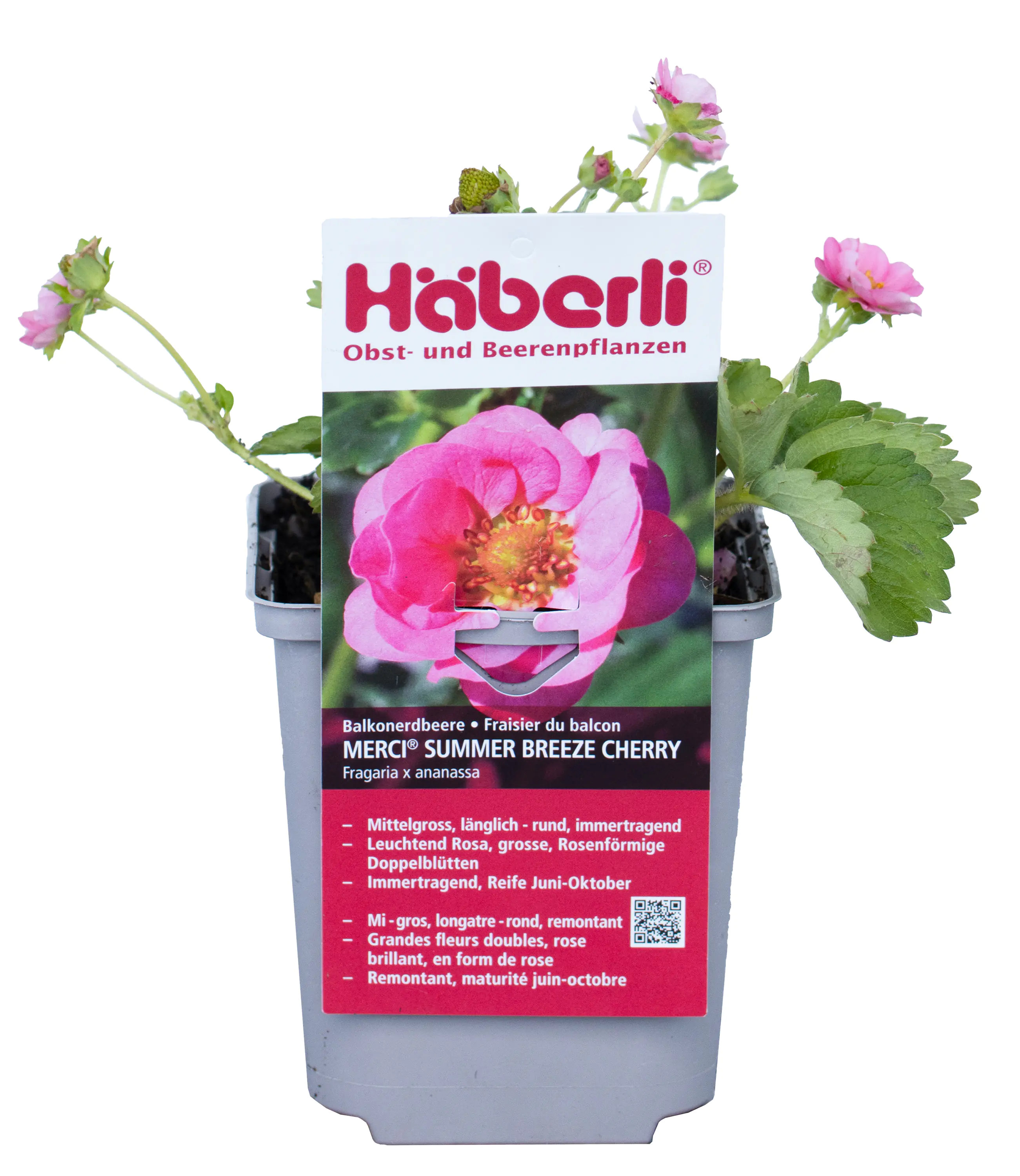 Fragaria × ananassa Summer Breeze Cherry Häberli-Erdbeere 1 L Fragaria × ananassa Summer Breeze Cherry Häberli-Erdbeere 1 L