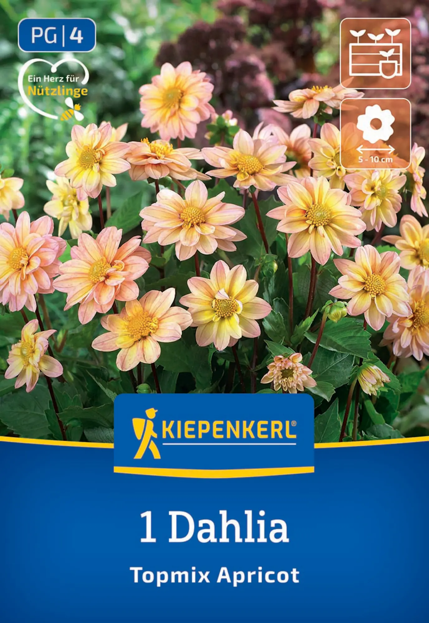 Kiepenkerl Frühjahrsblumenzwiebel Beet- & Topf-Dahlie Topmix Apricot 1 Stück