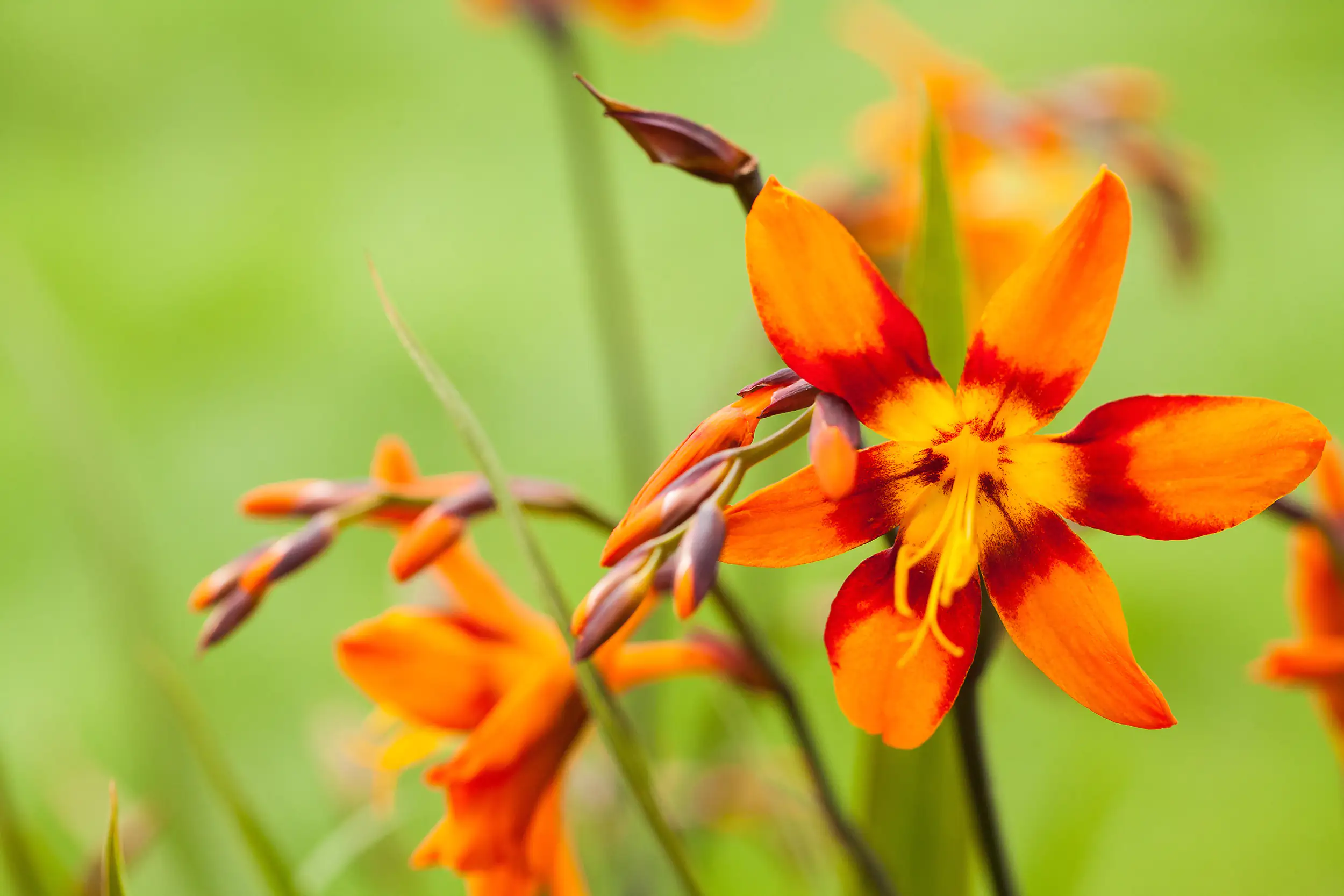 Mondbretia Crocosmia H ca 40 cm 23 cm Topf Mondbretia Crocosmia H ca 40 cm 23 cm Topf