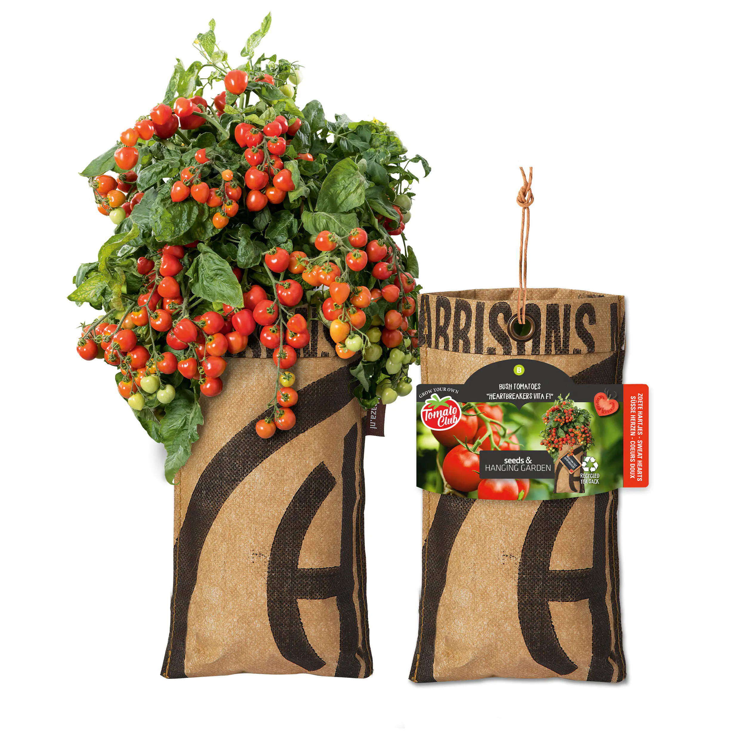 Baza Seeds hängender Garten Strauchtomate Heartbreakers  Baza Seeds hängender Garten Strauchtomate Heartbreakers