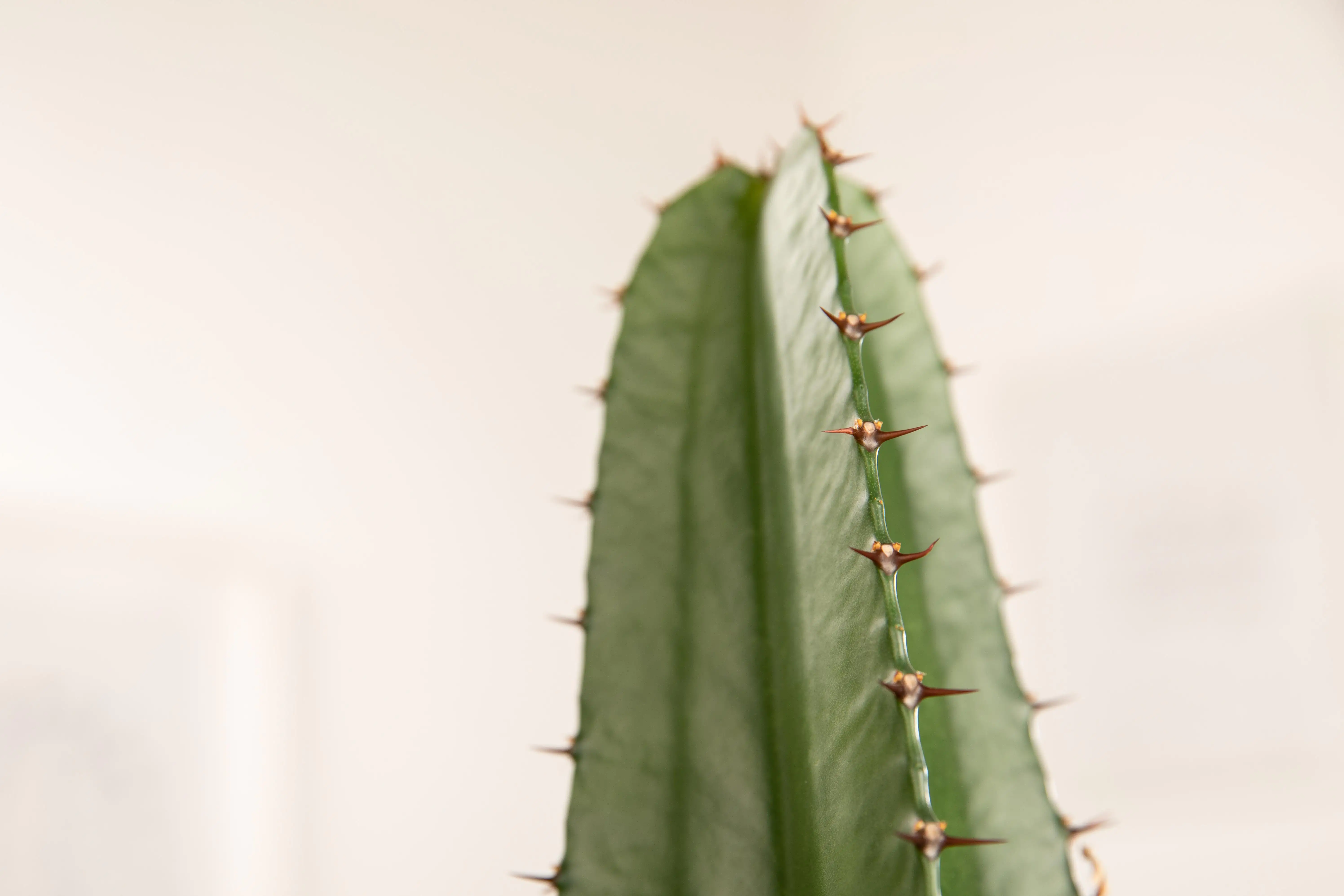 Wolfsmilchkaktus Acrurensis H ca. 60 cm 17 cm Topf