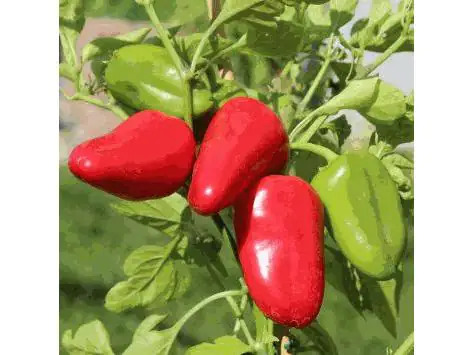 Mini-Paprika Sweet Bite Red H ca. 40 cm 10,5 cm Topf