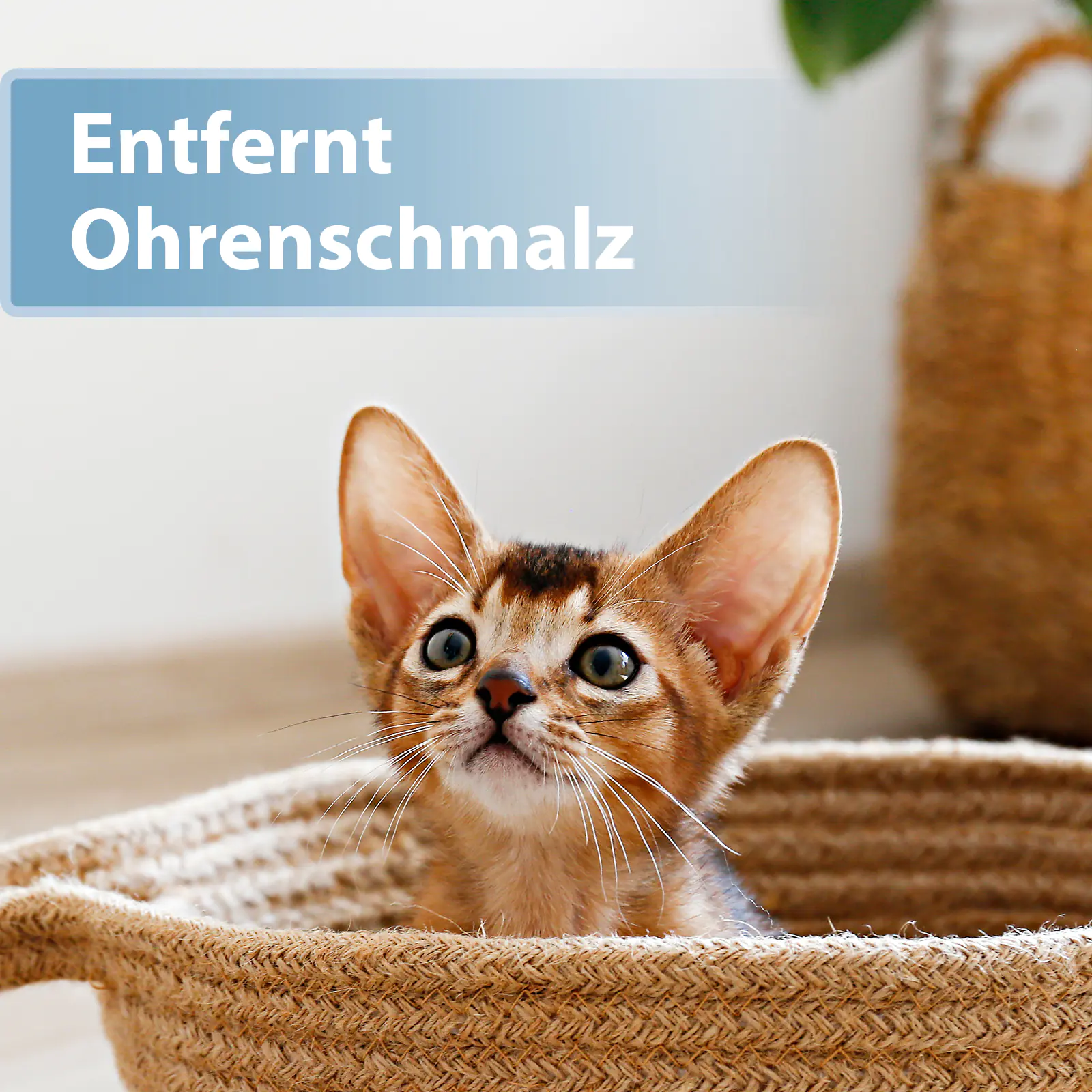 Felisept Ohrpflege Pads für Katzen 50 Stück