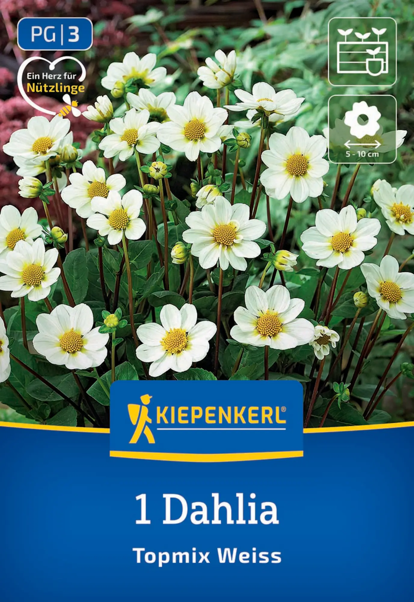 Kiepenkerl Frühjahrsblumenzwiebel Beet- & Topf-Dahlie Topmix Weiß 1 Stück