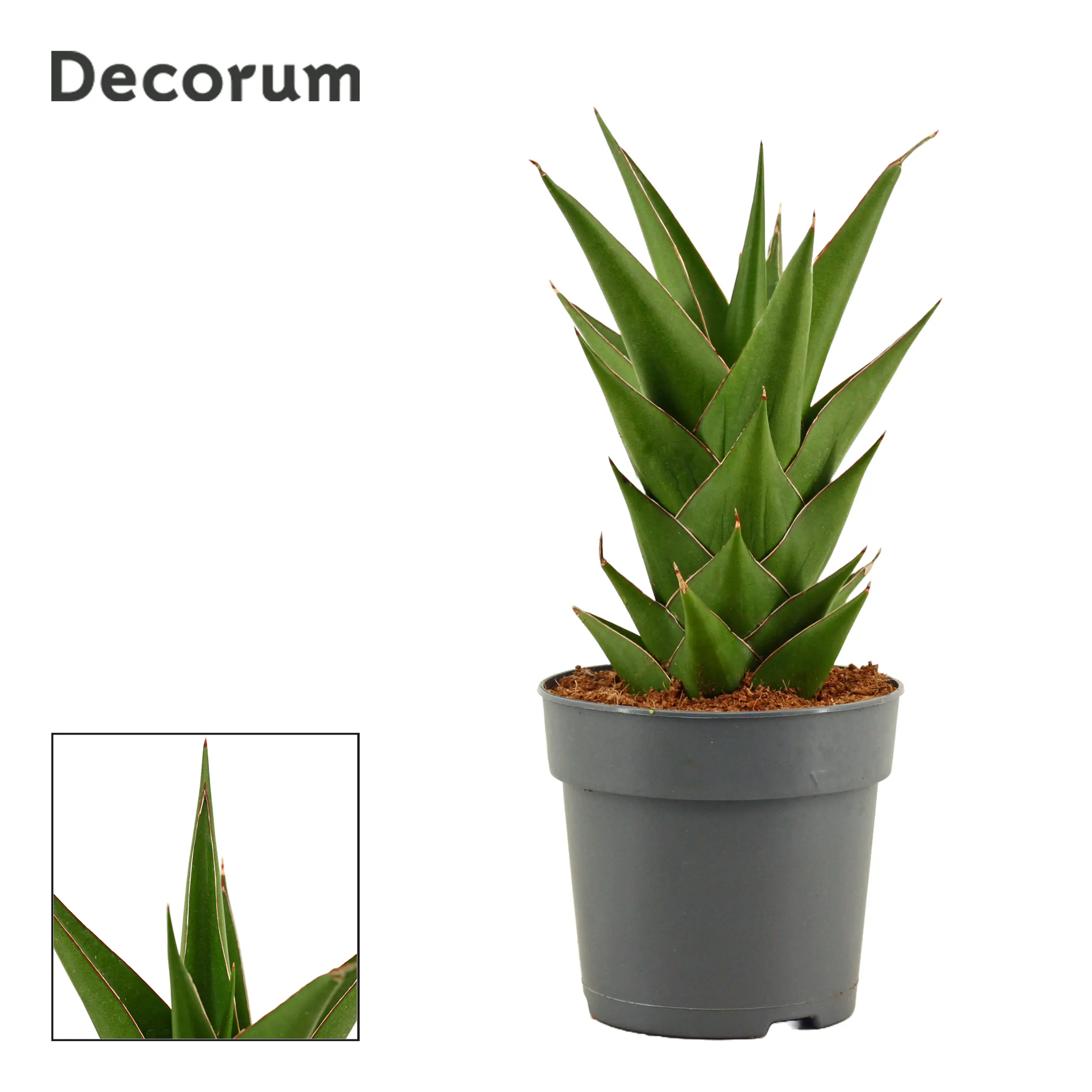 Sondersorten Sansevieria Bogenhanf im 12 cm Topf Sondersorten Sansevieria Bogenhanf im 12 cm Topf