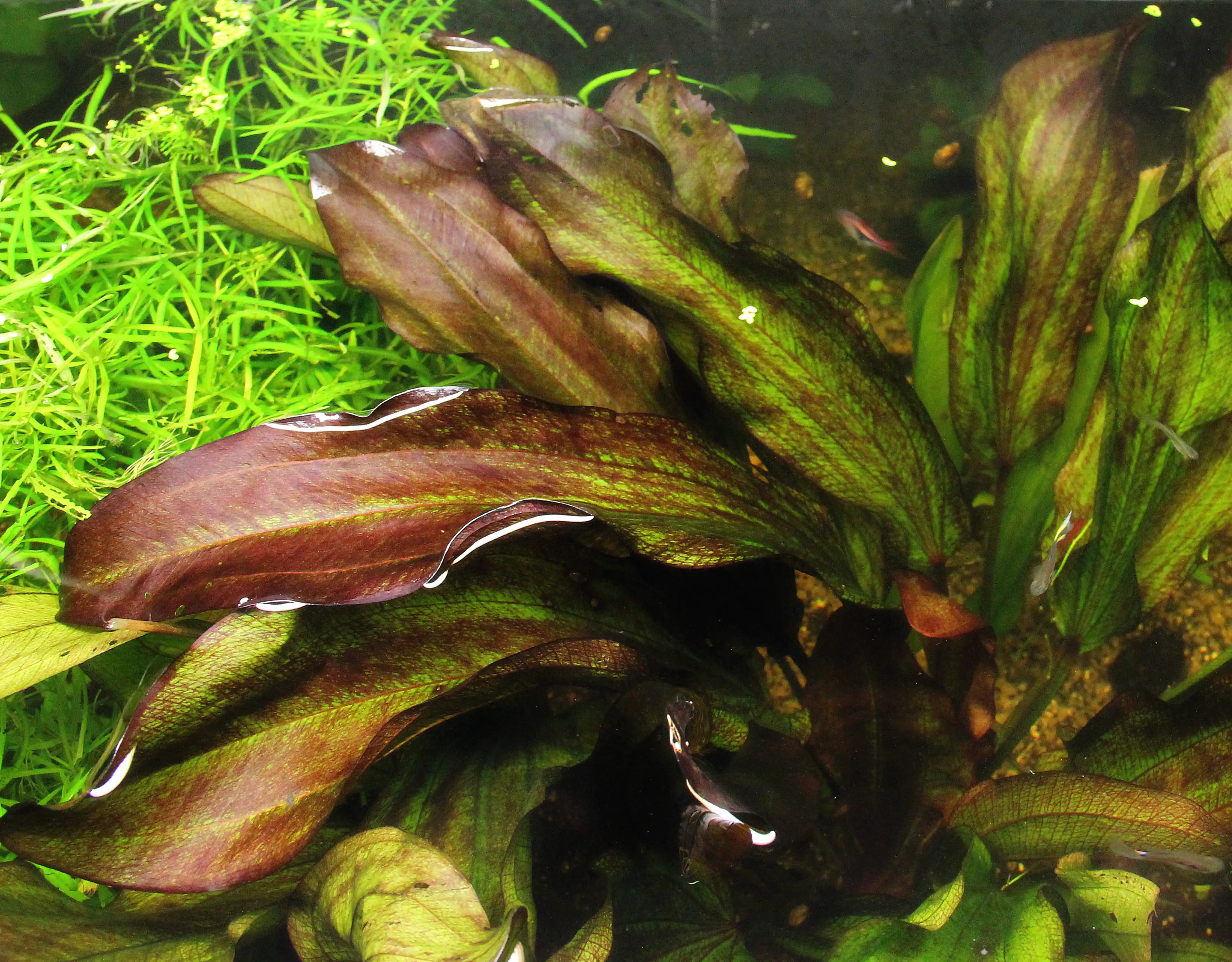4001615300734_1 Dennerle Aquarienpflanze Echinodorus Green Chamäleon